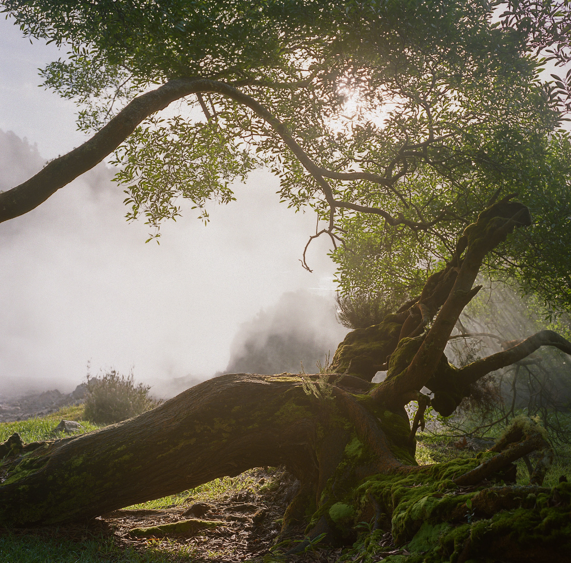 Fallen Tree, Azores, Portugal (2025)