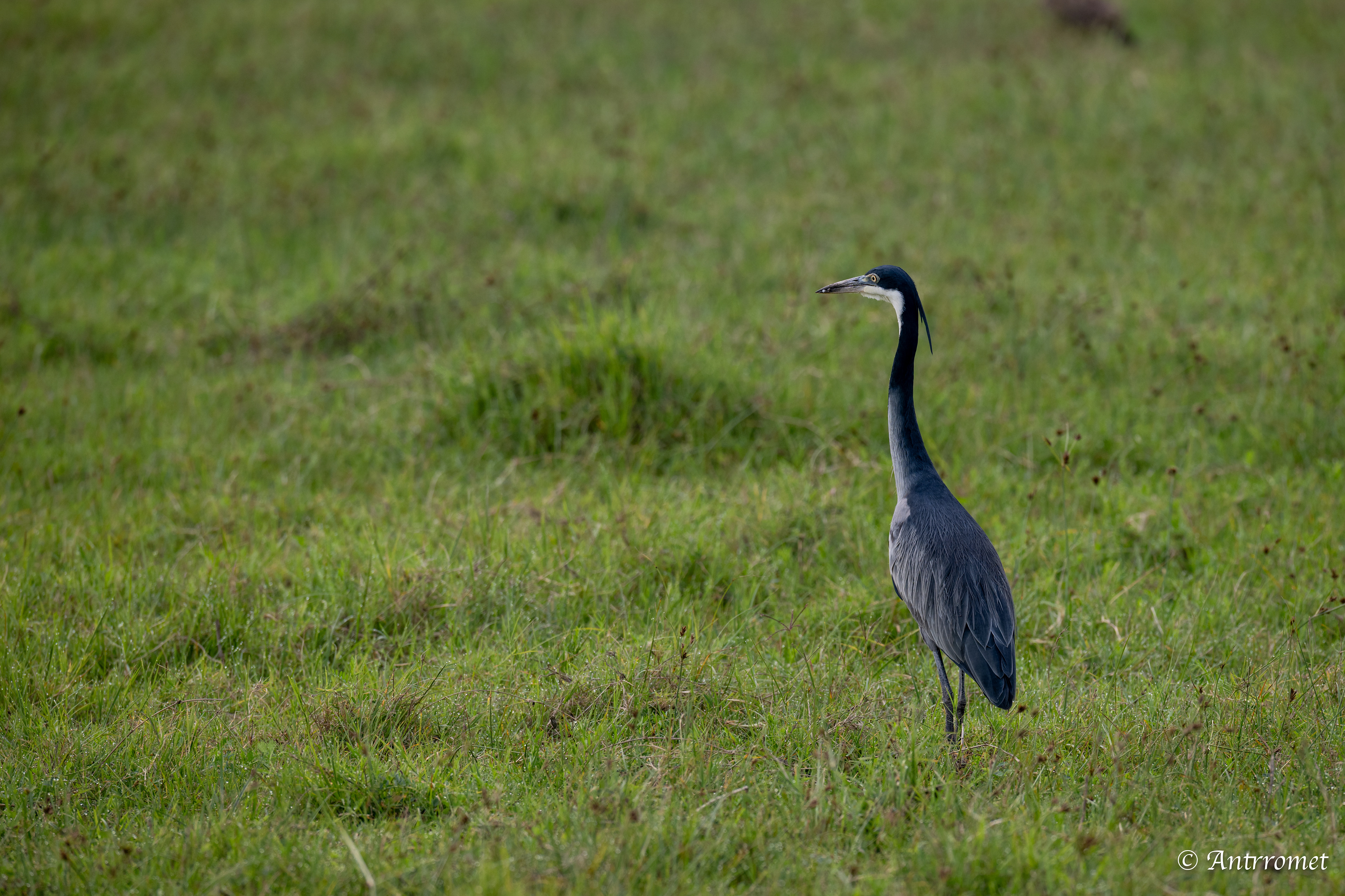 Grey Heron