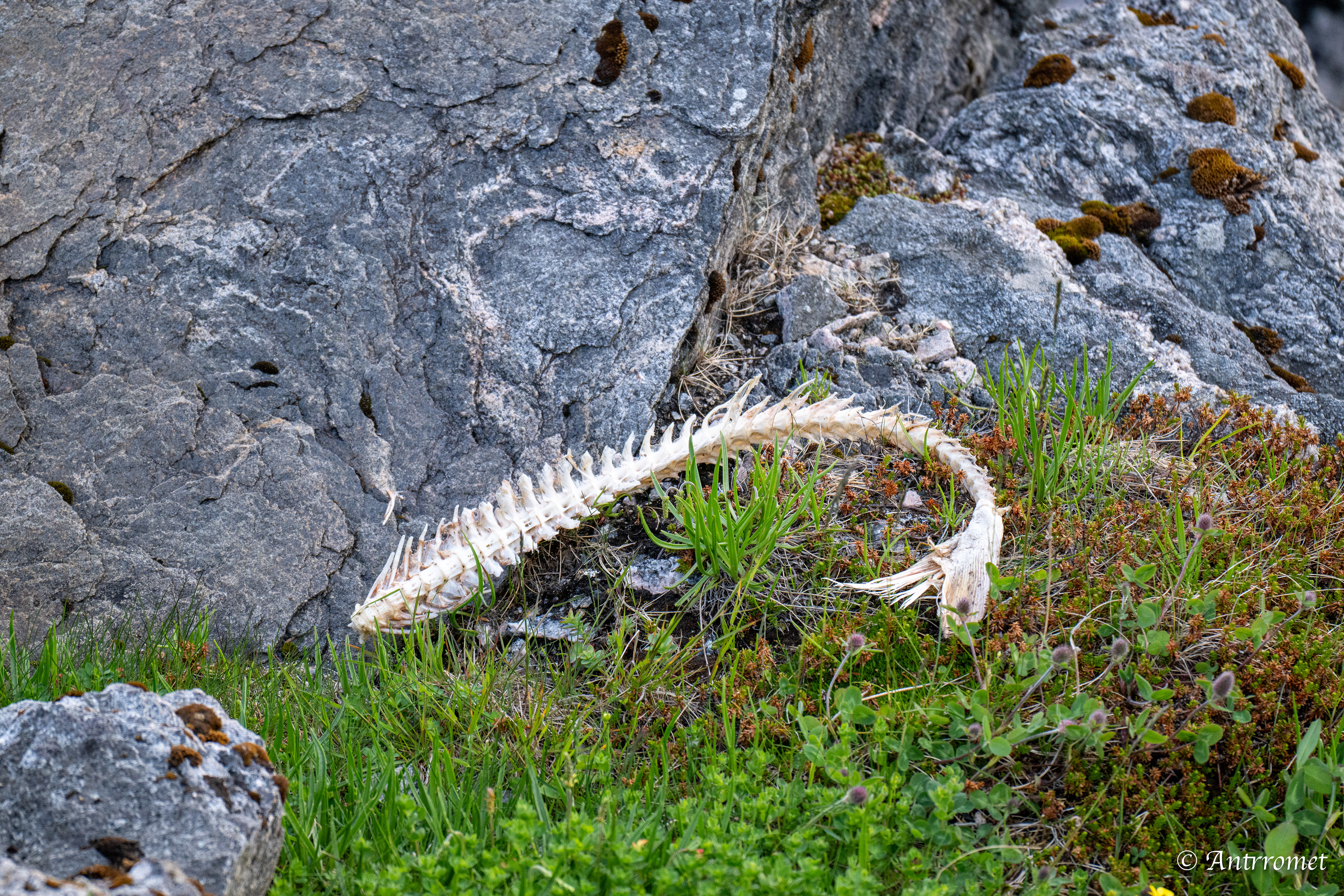 Fish skeleton at Kleivodden rasteplass