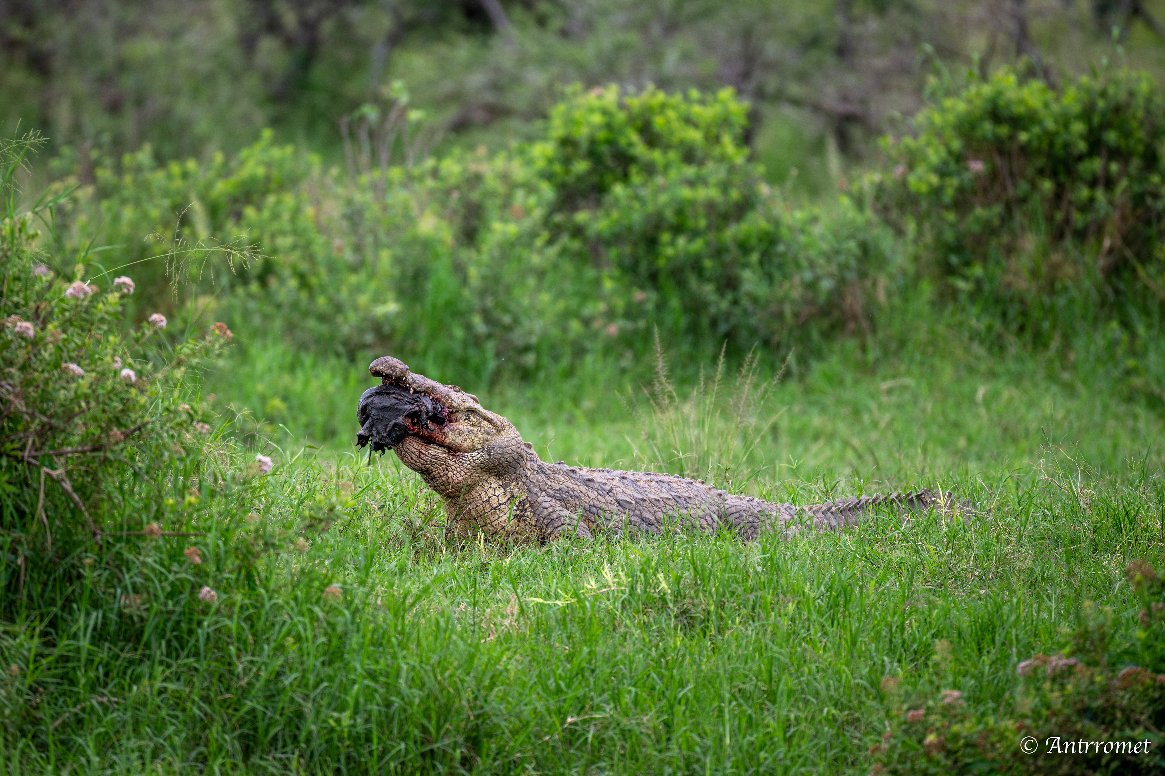 Nile Crocodile devouring a warthog