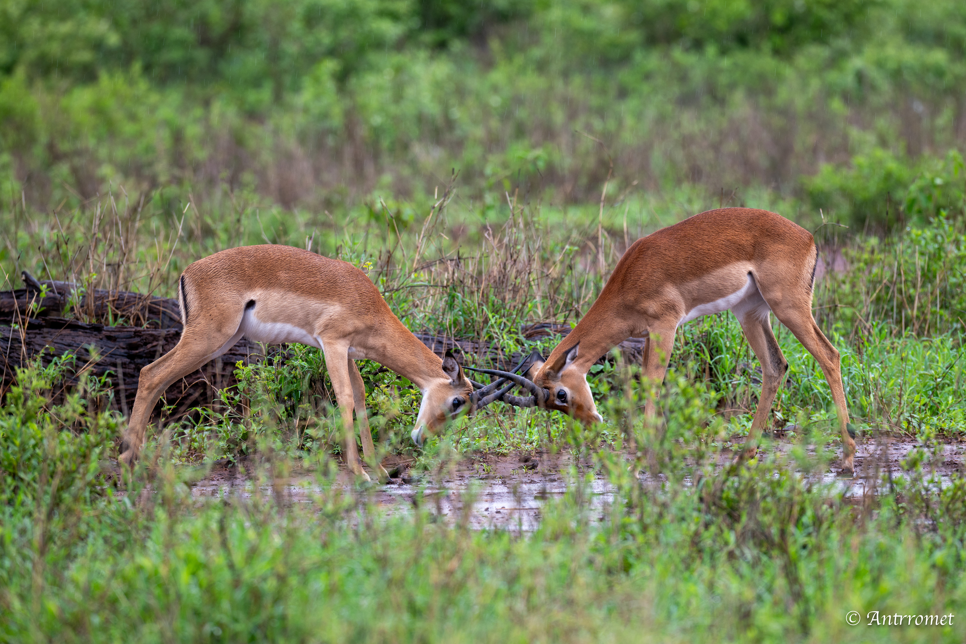 Impalas