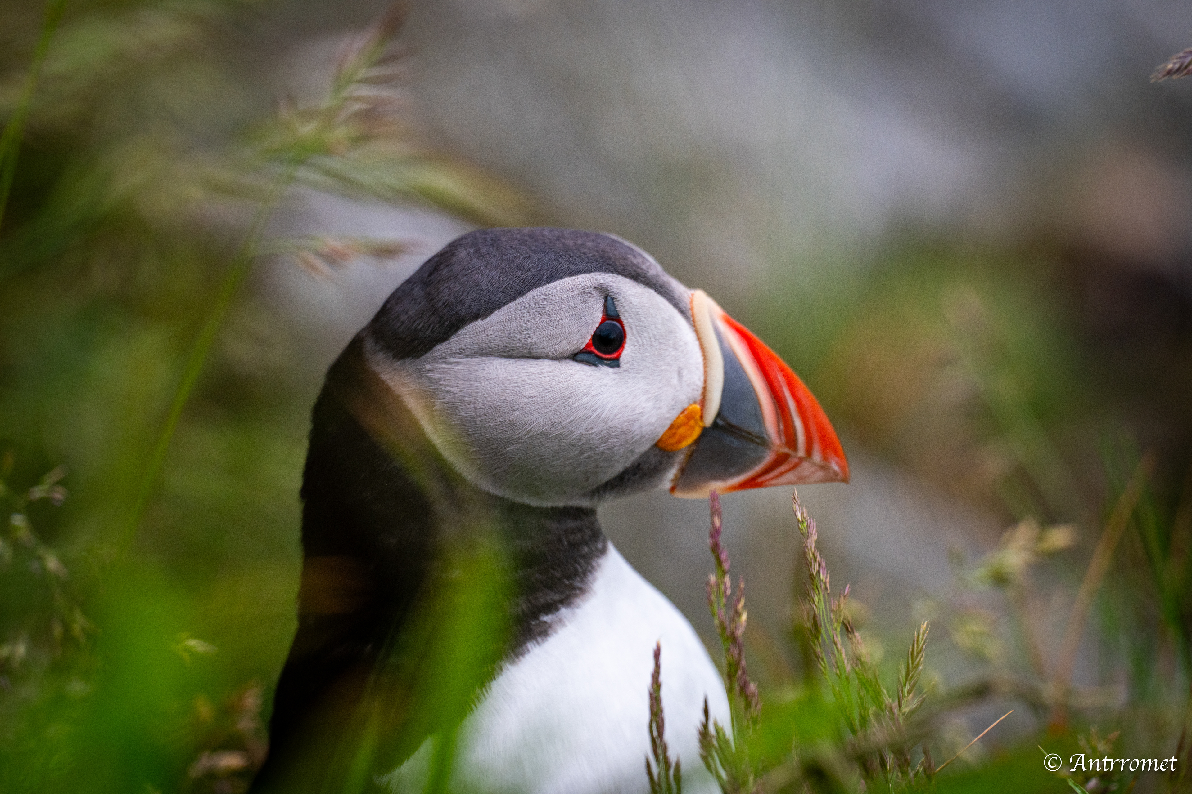 Puffins at Puffin viewing point, Runde