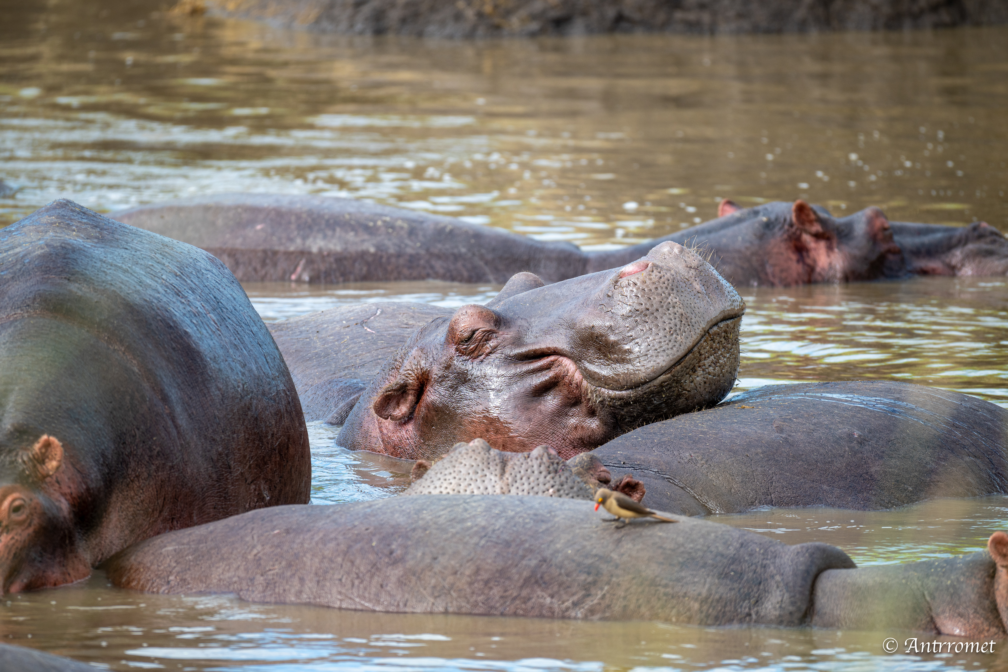 Hippopotamuses