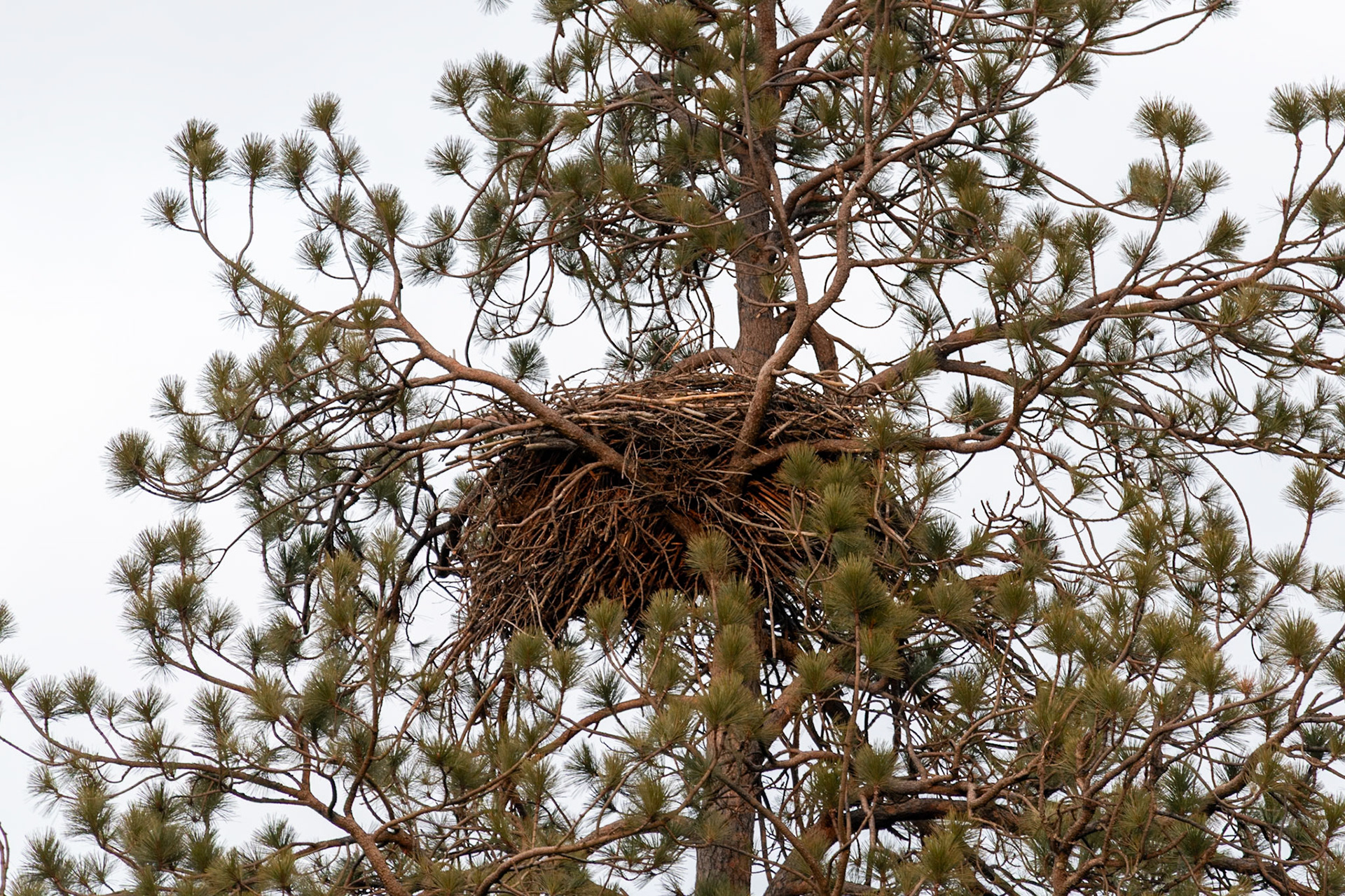 Bald eagle nest at Farragut State Park