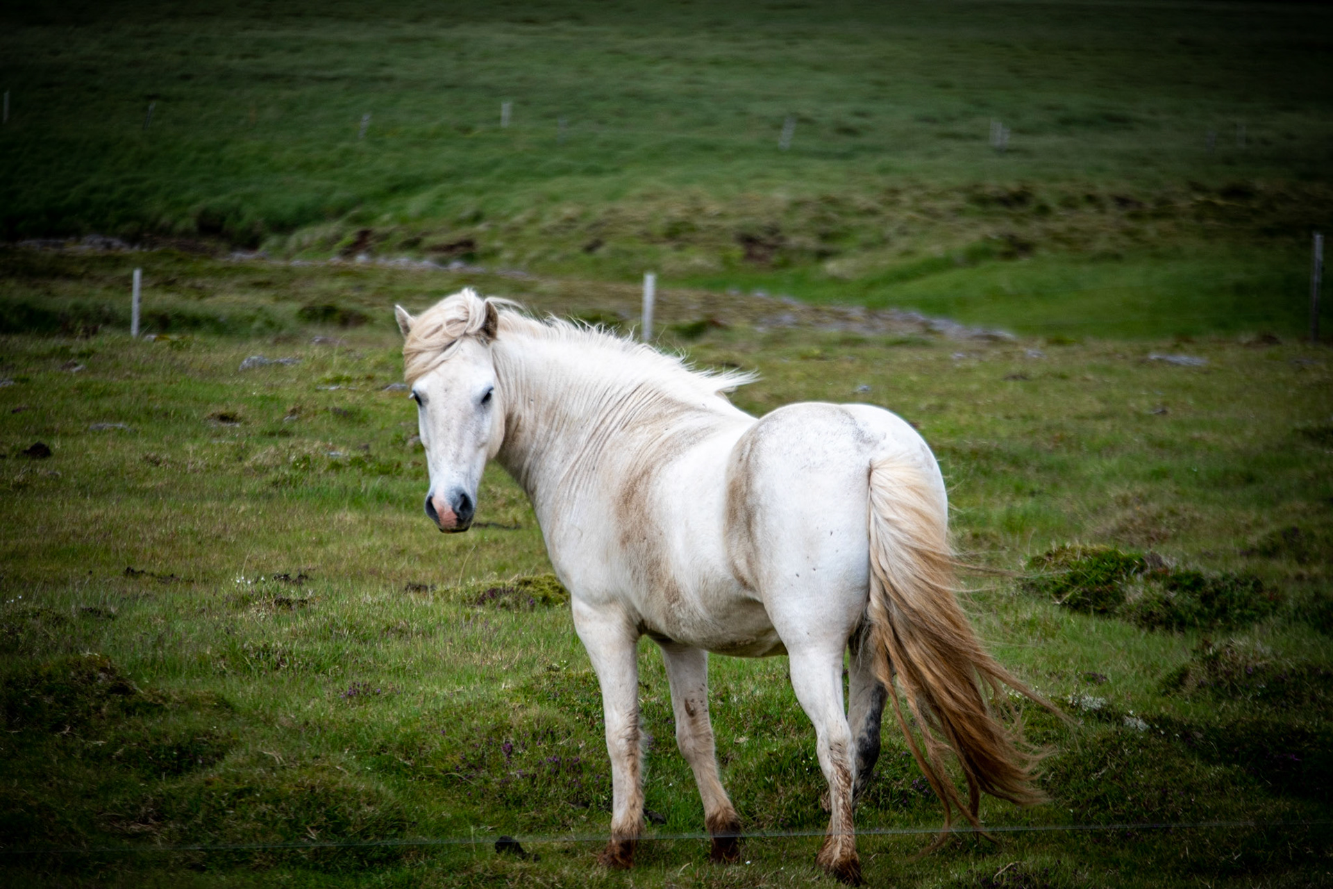 Icelandic horse