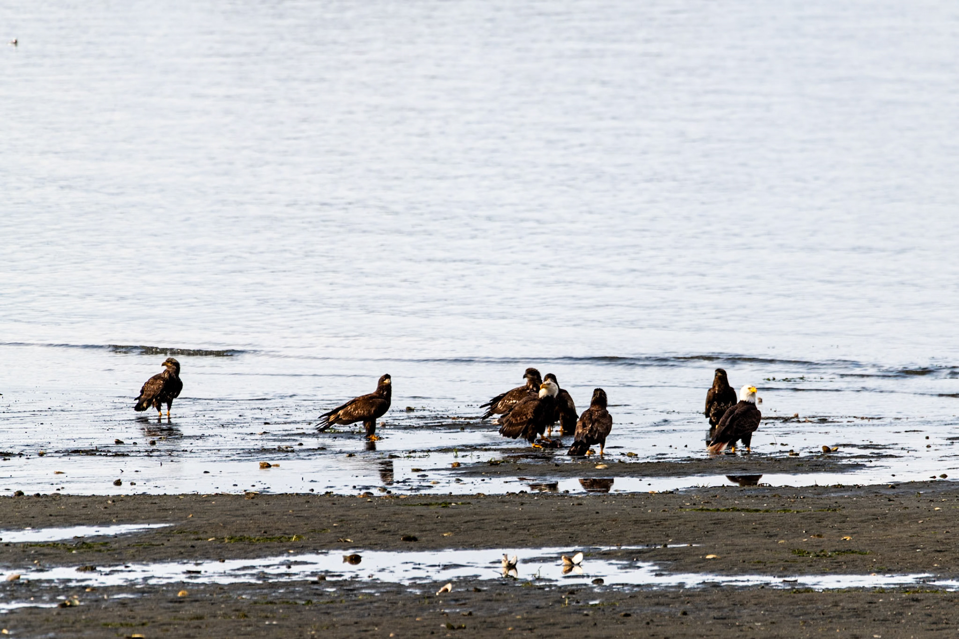 Eagles at Clallam Bay