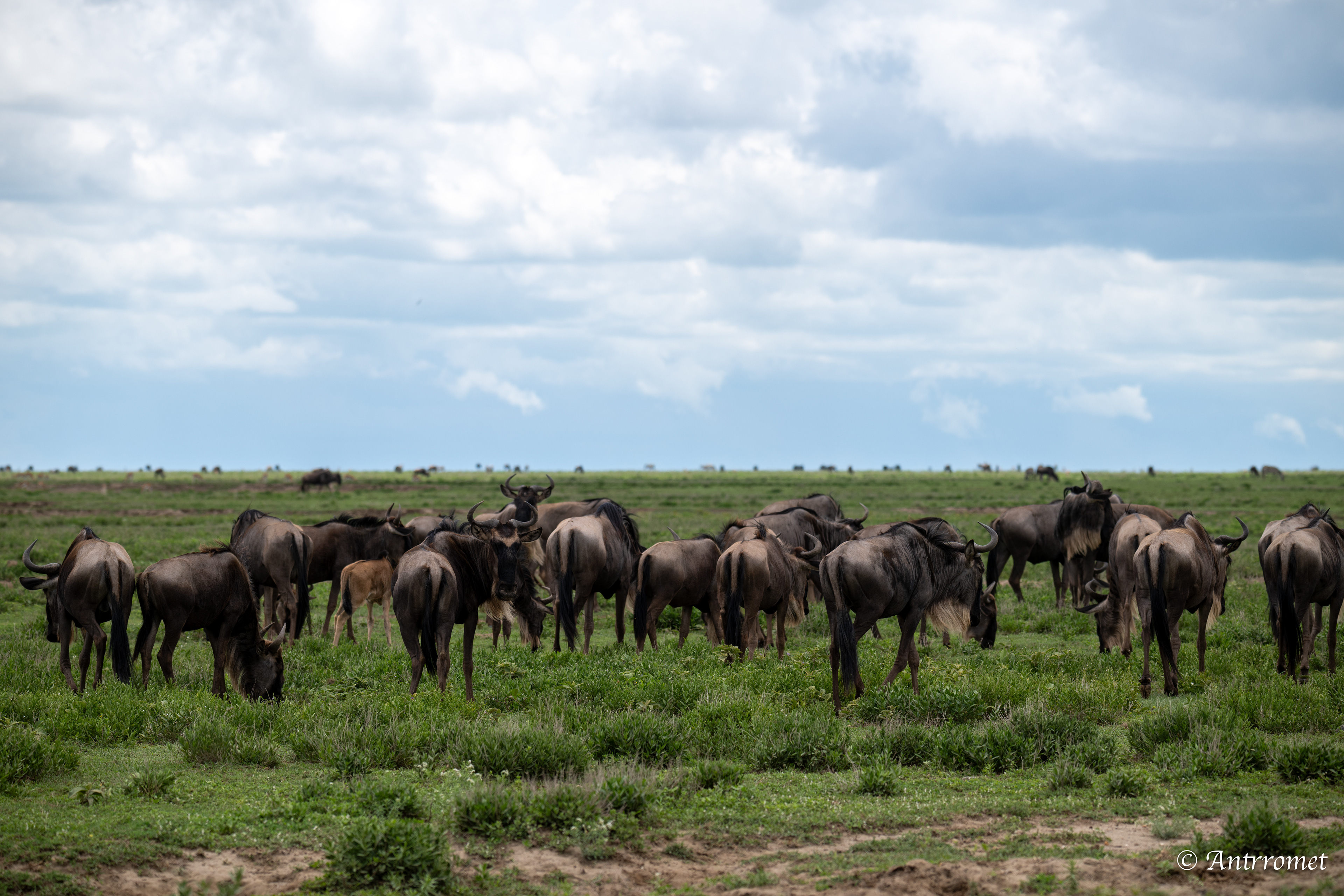 Wildebeest in the Great Migration on the way to Serengeti