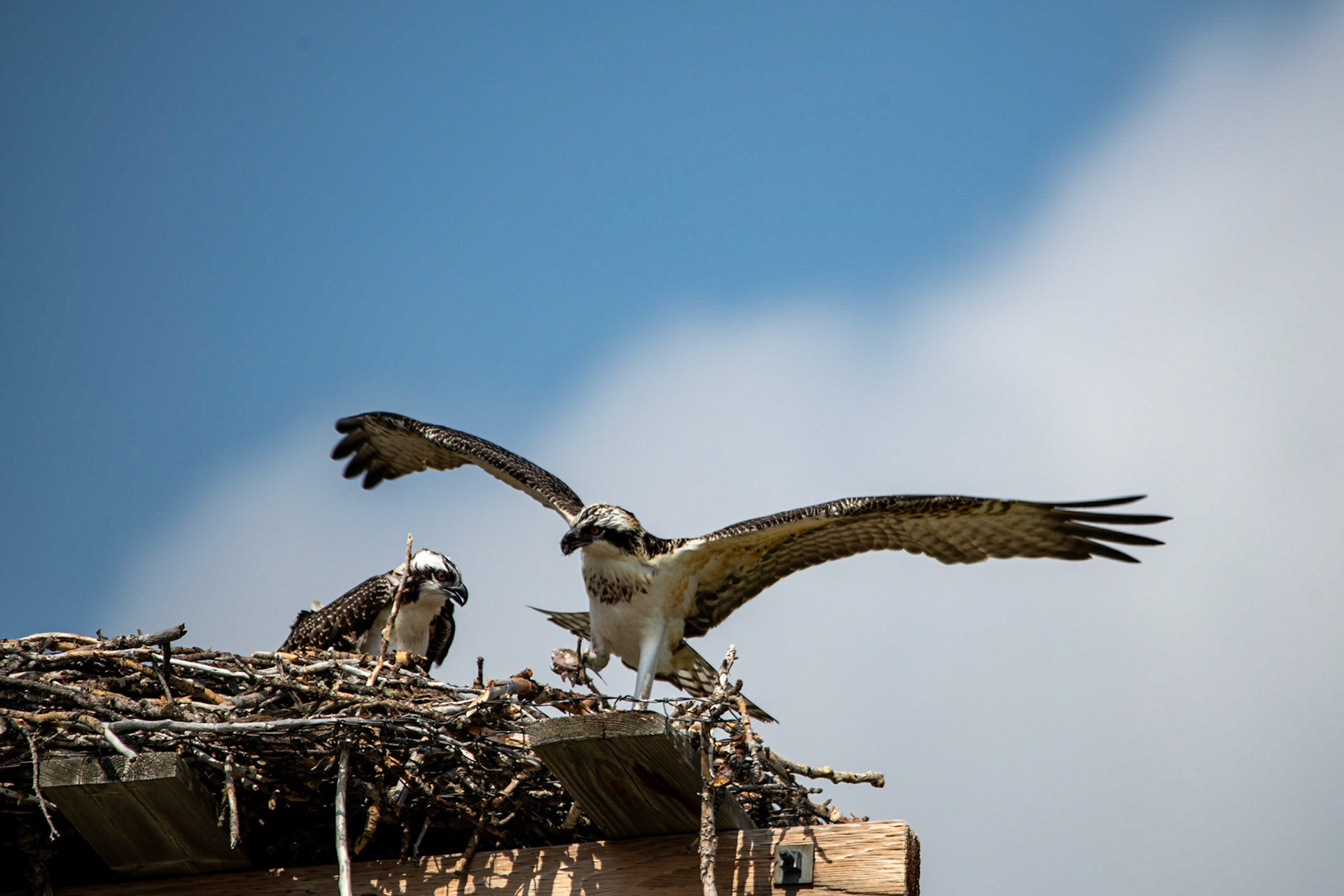 Osprey
