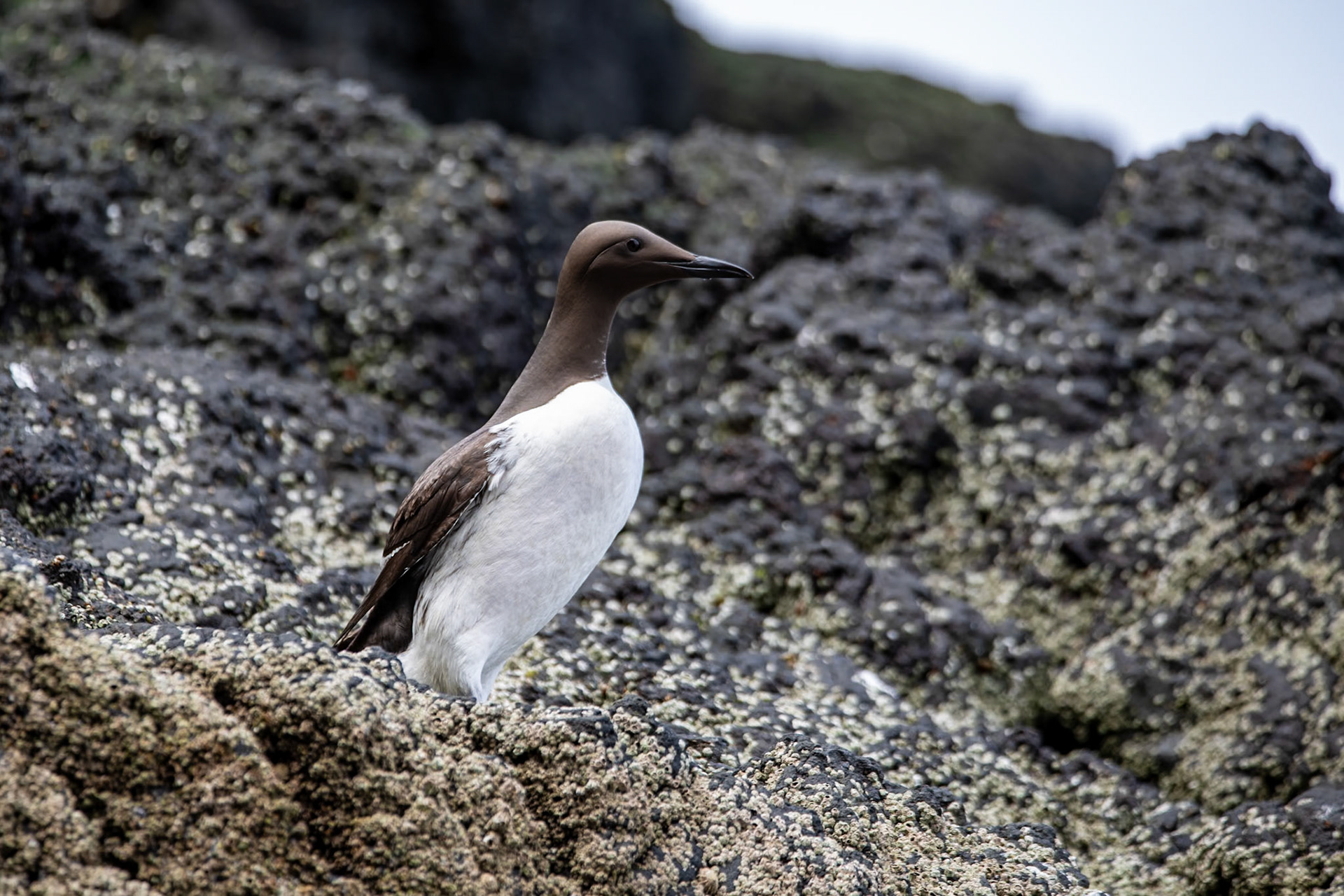 Guillemots, Isle of Canna