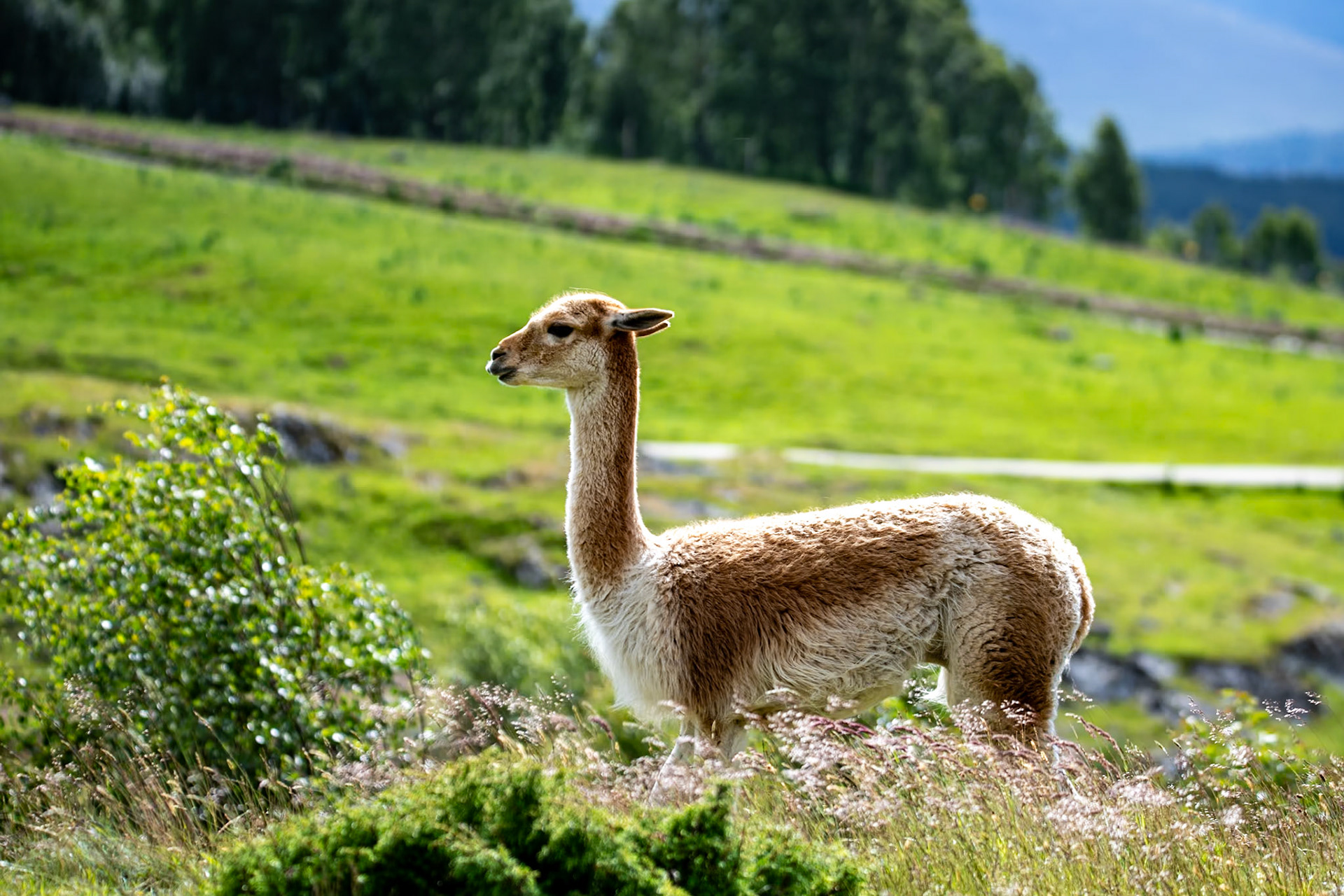 Guanaco, Highland Wildlife Park