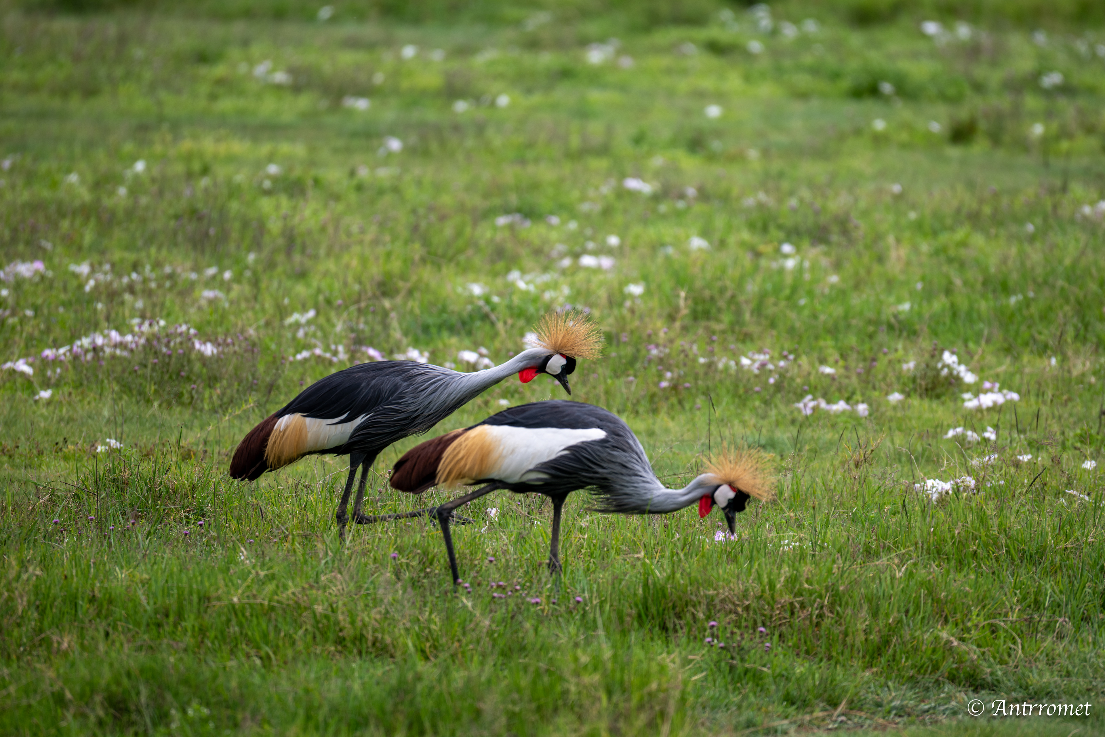 Grey Crowned Cranes