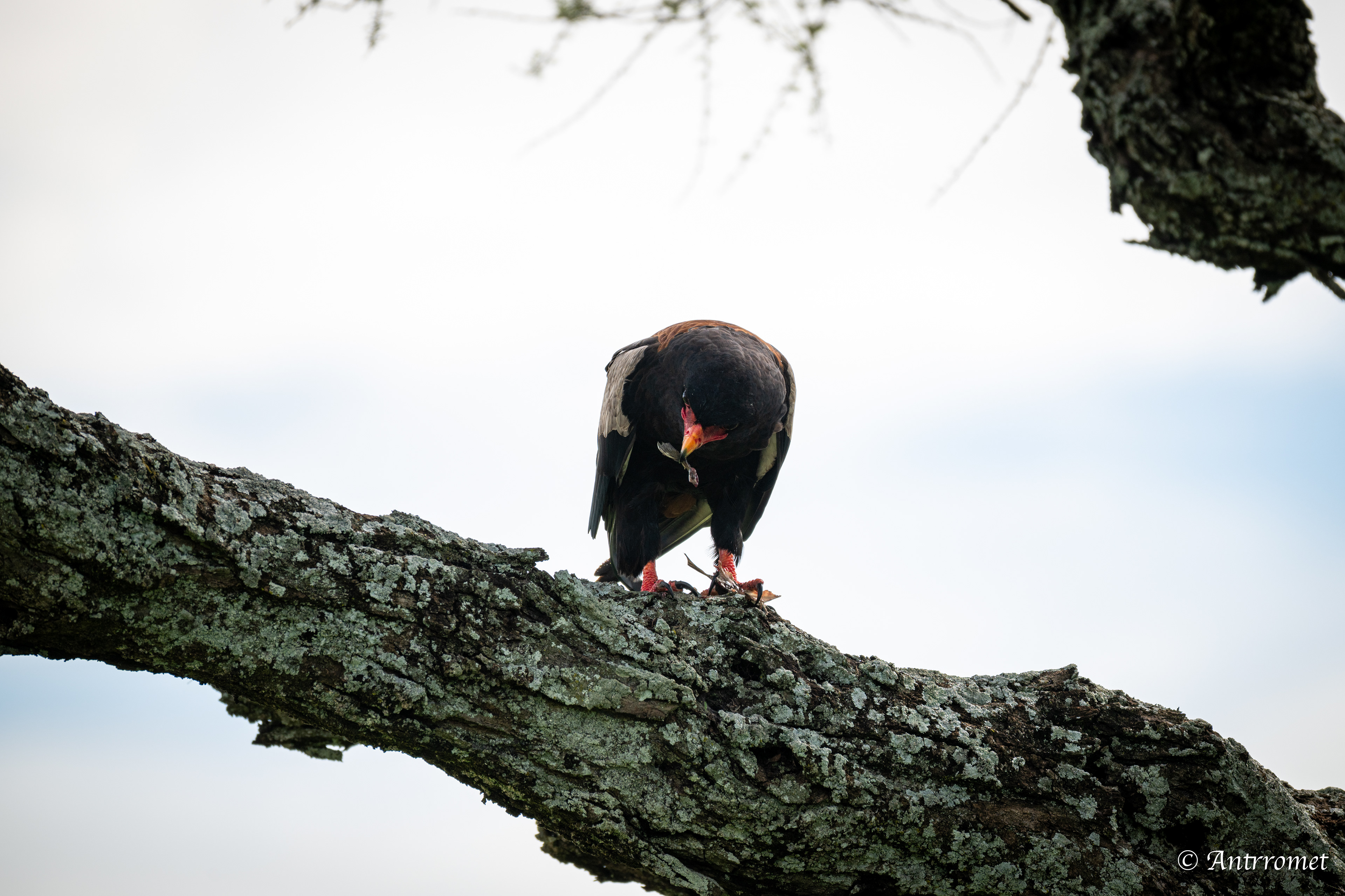 Bateleur Eagle