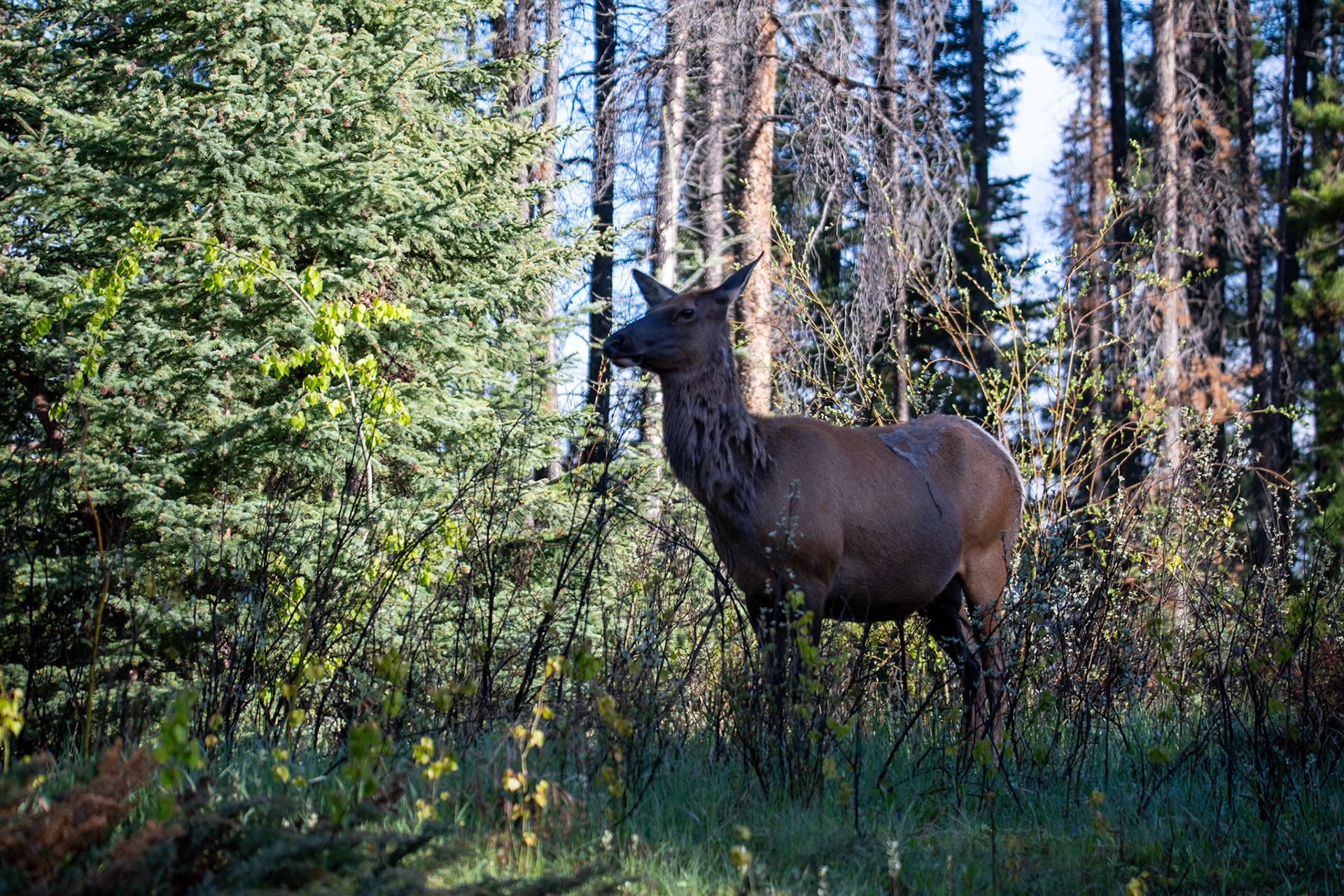 Elk staring intently at the black bear right in front of it