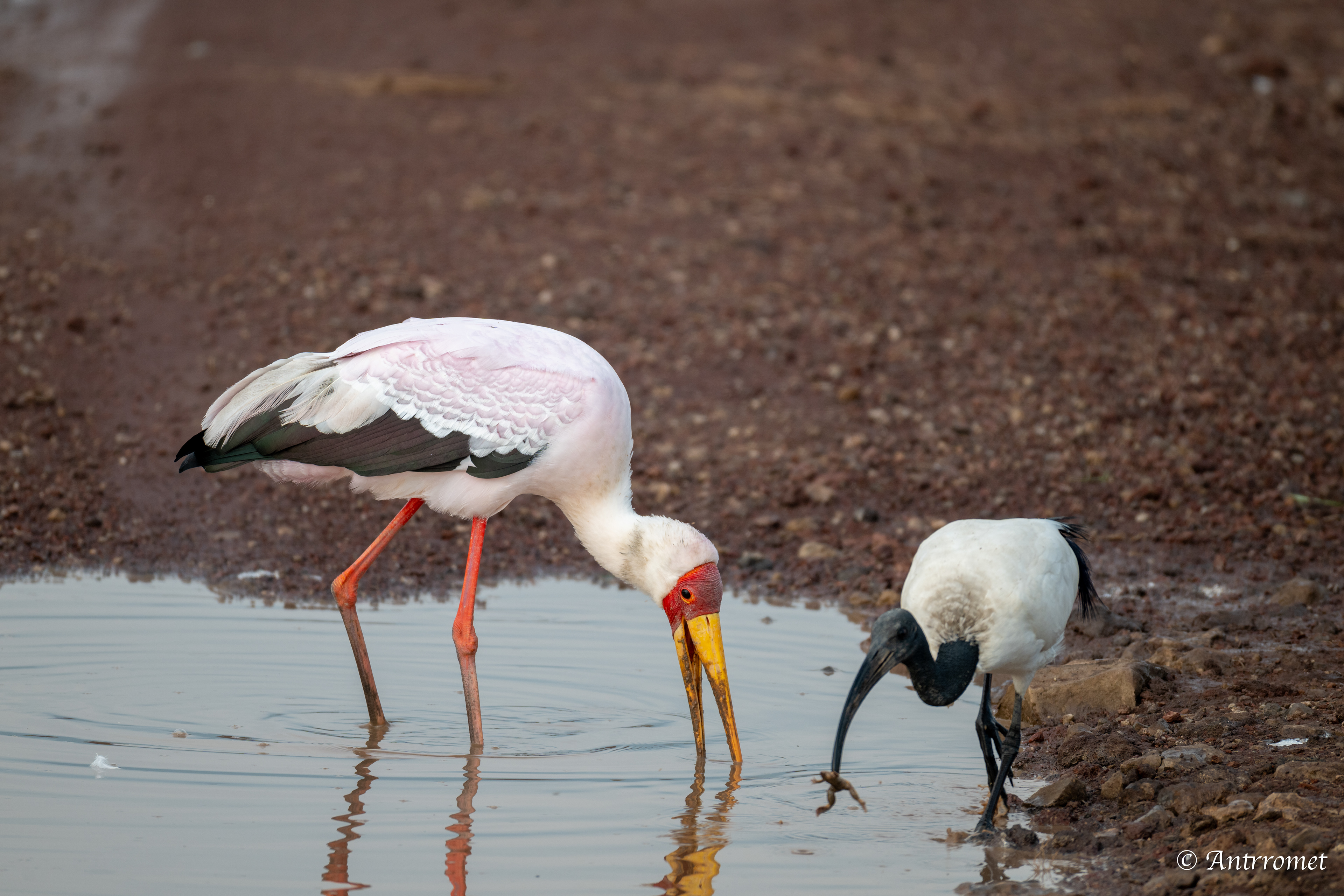 Yellow-billed Stork with African Sacred Ibis