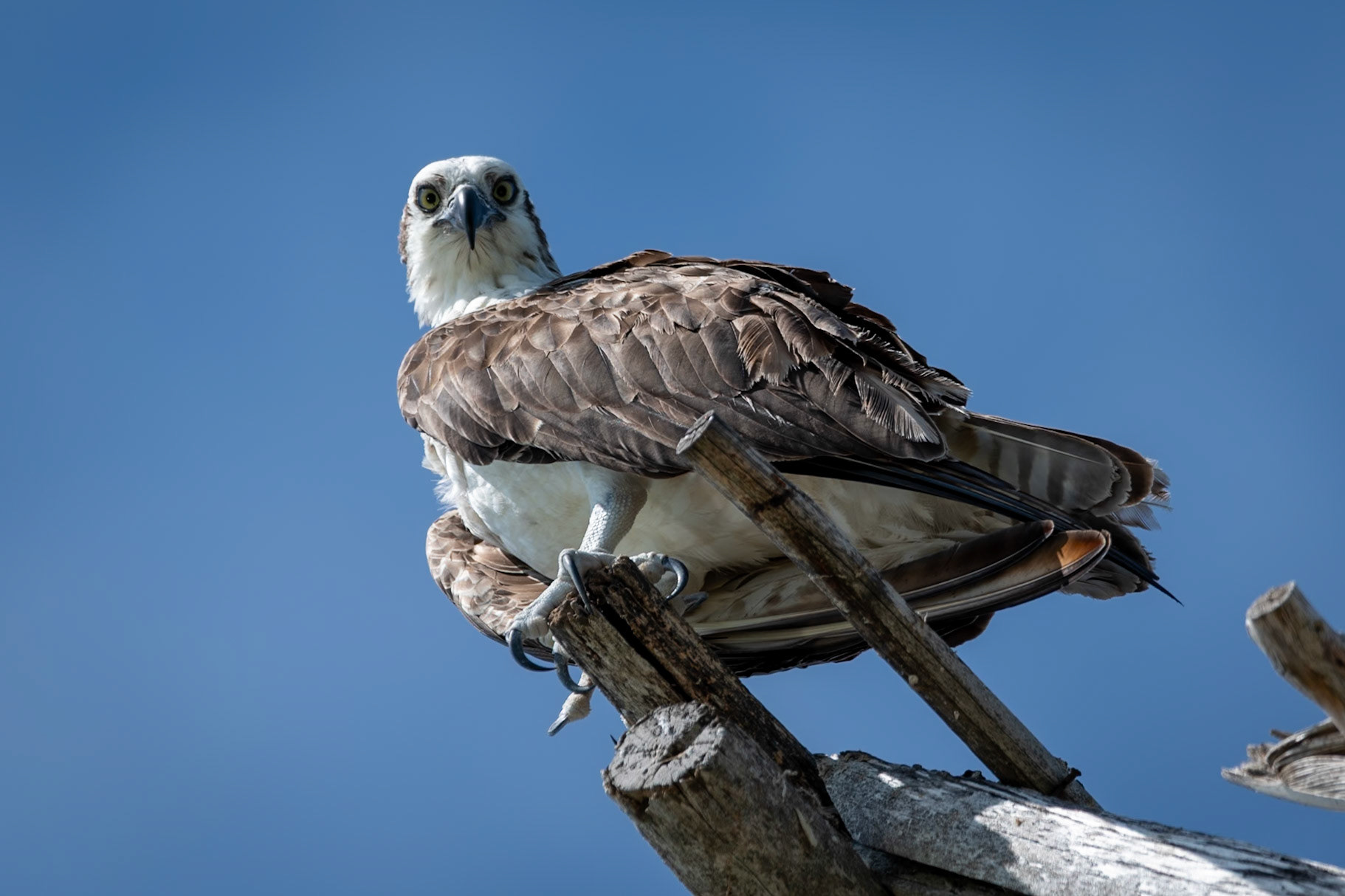 Osprey at Isla de la Pasión