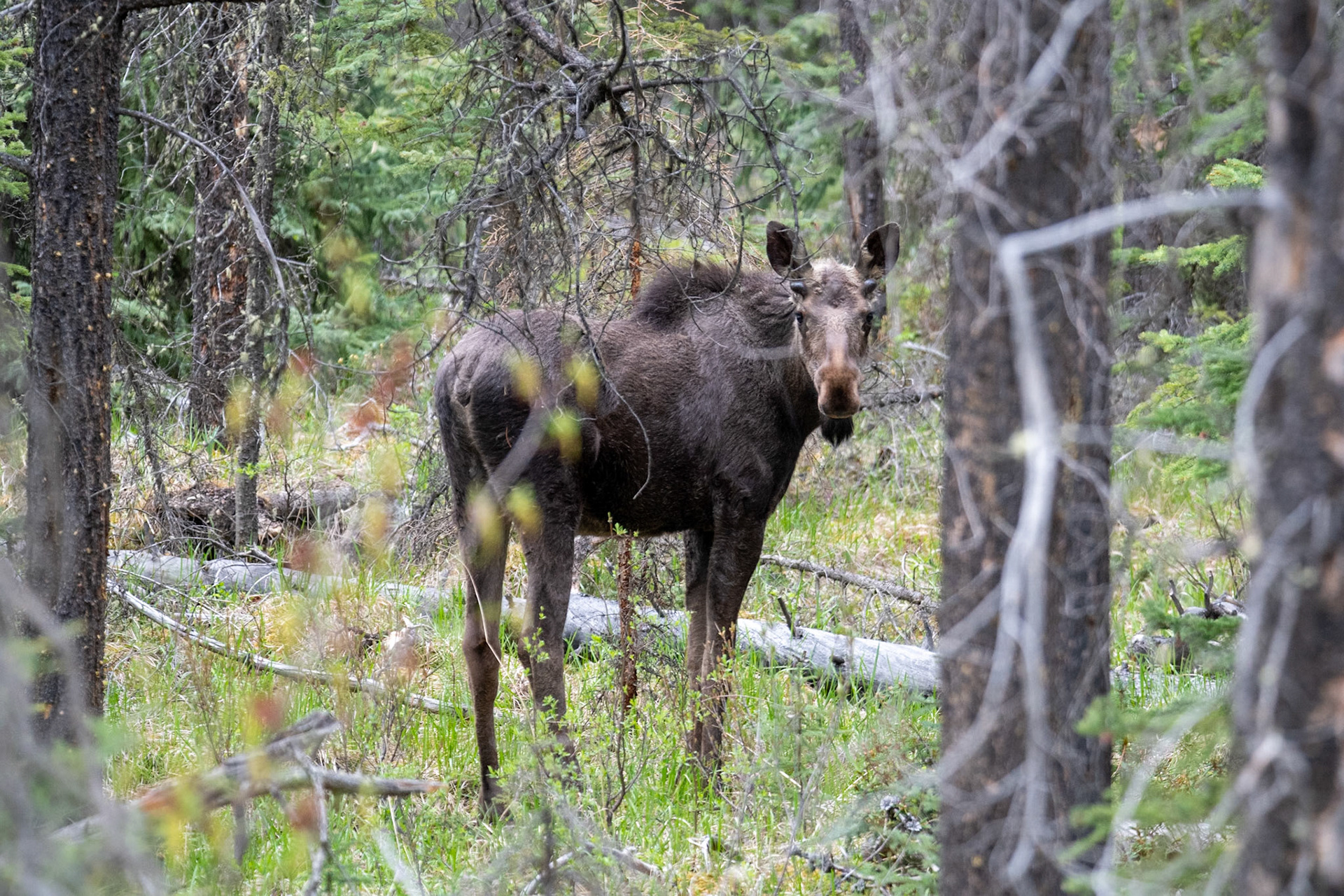 Moose near Marmot Basin road