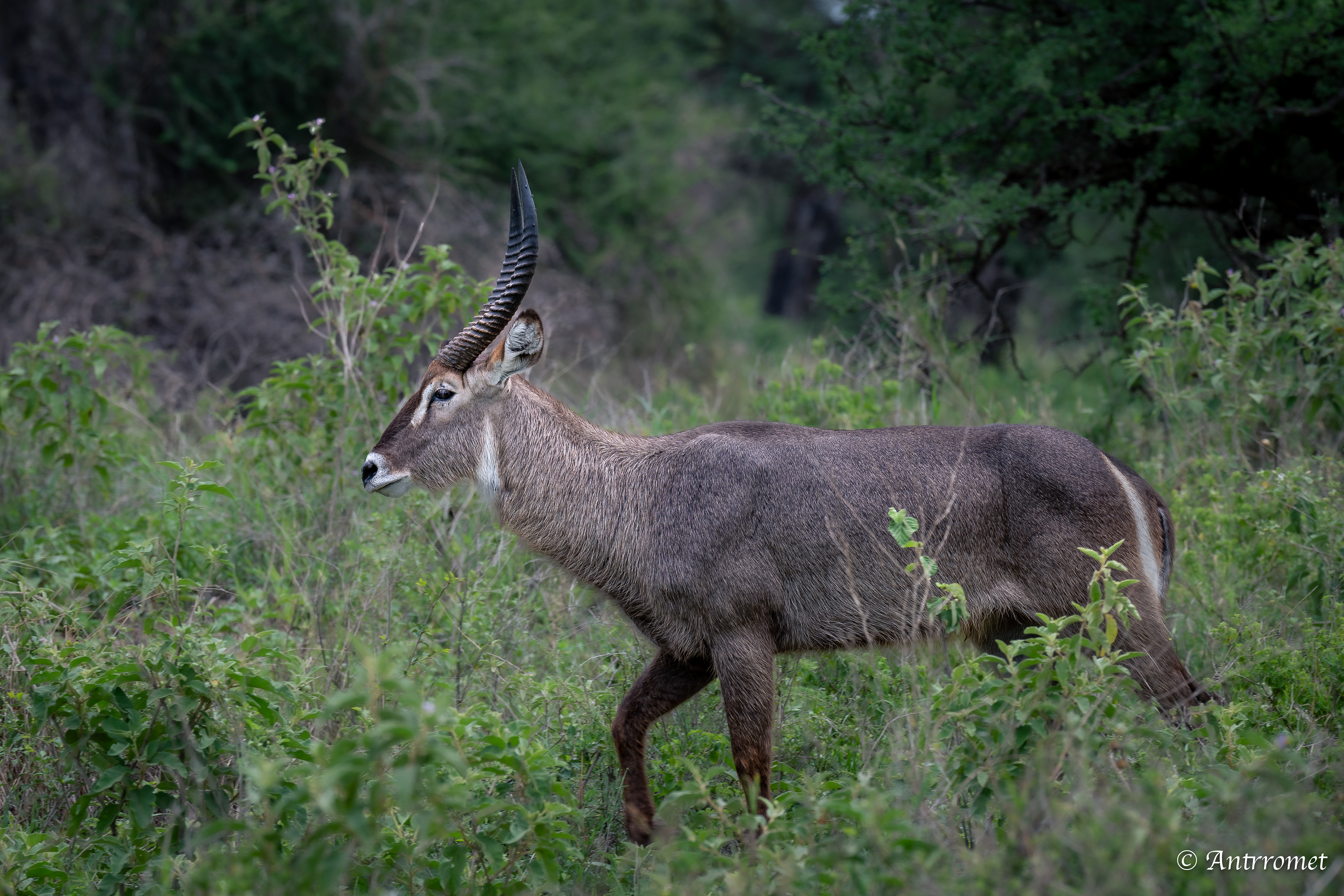 Male waterbuck