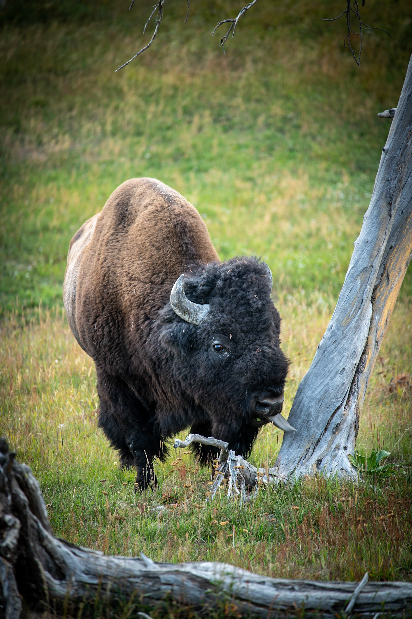 Bison near Frying Pan Spring