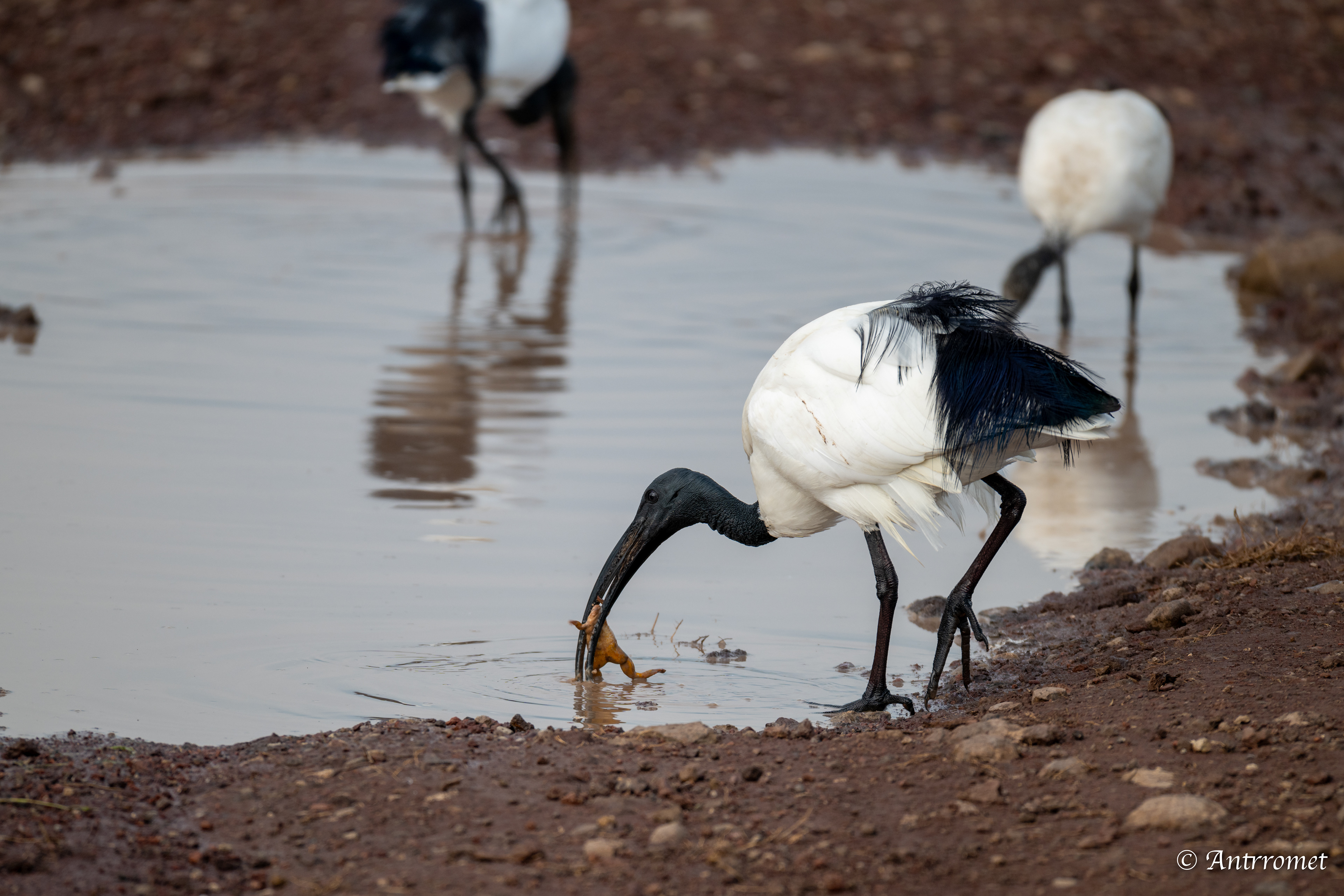 African Sacred Ibis