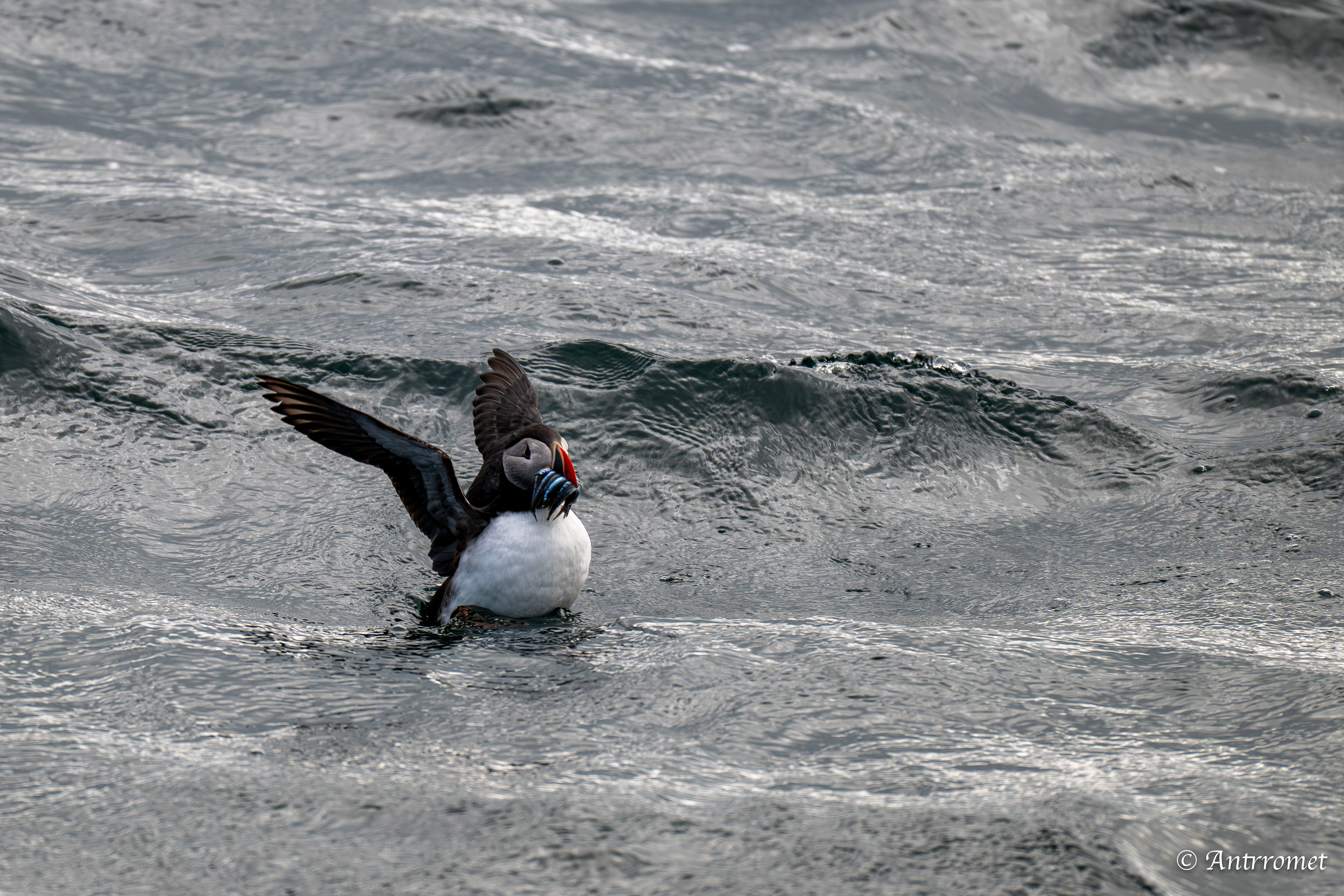 Puffins at Puffin Safari AS, Bleik, Vesteralen