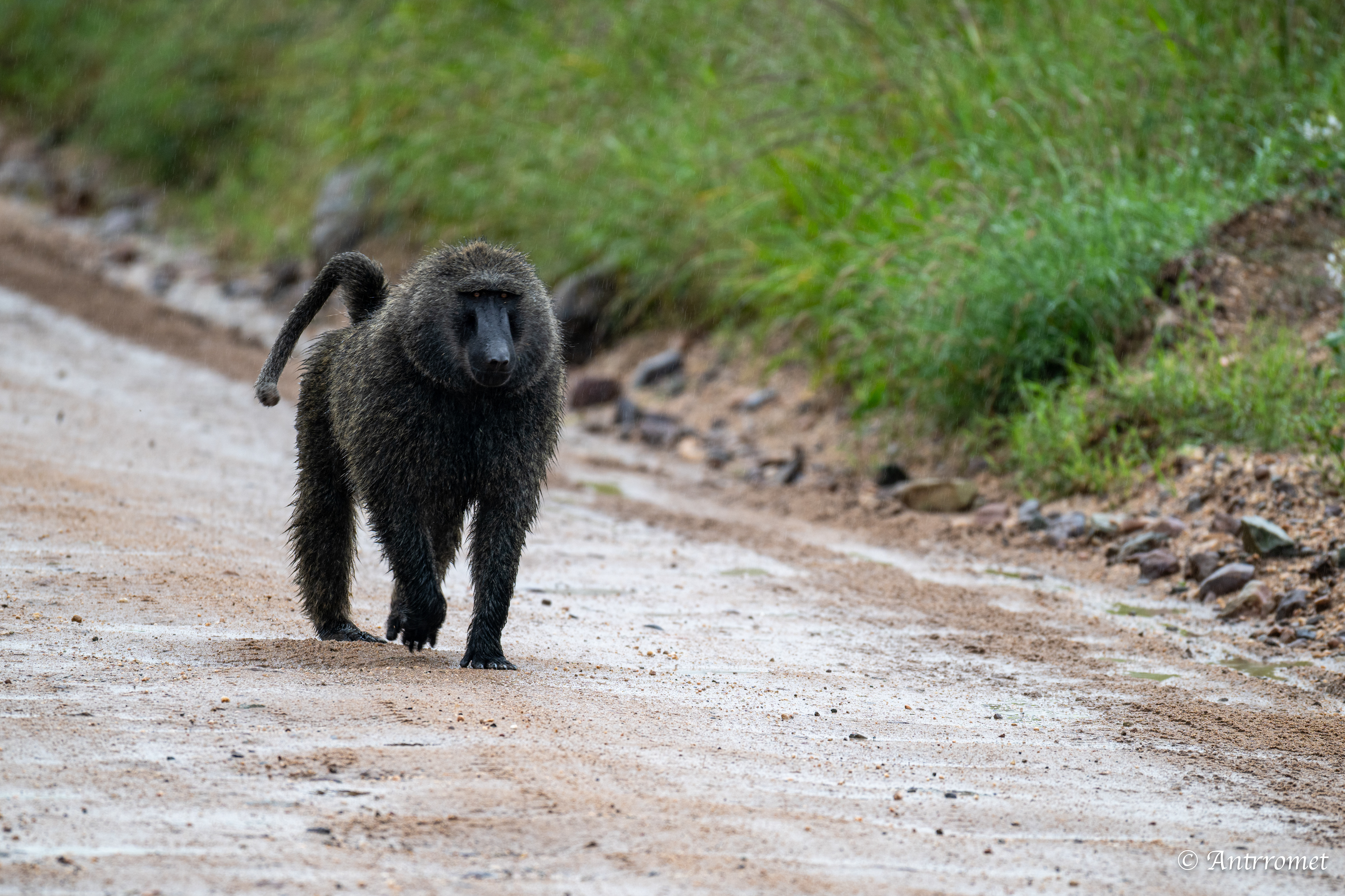 Olive Baboon