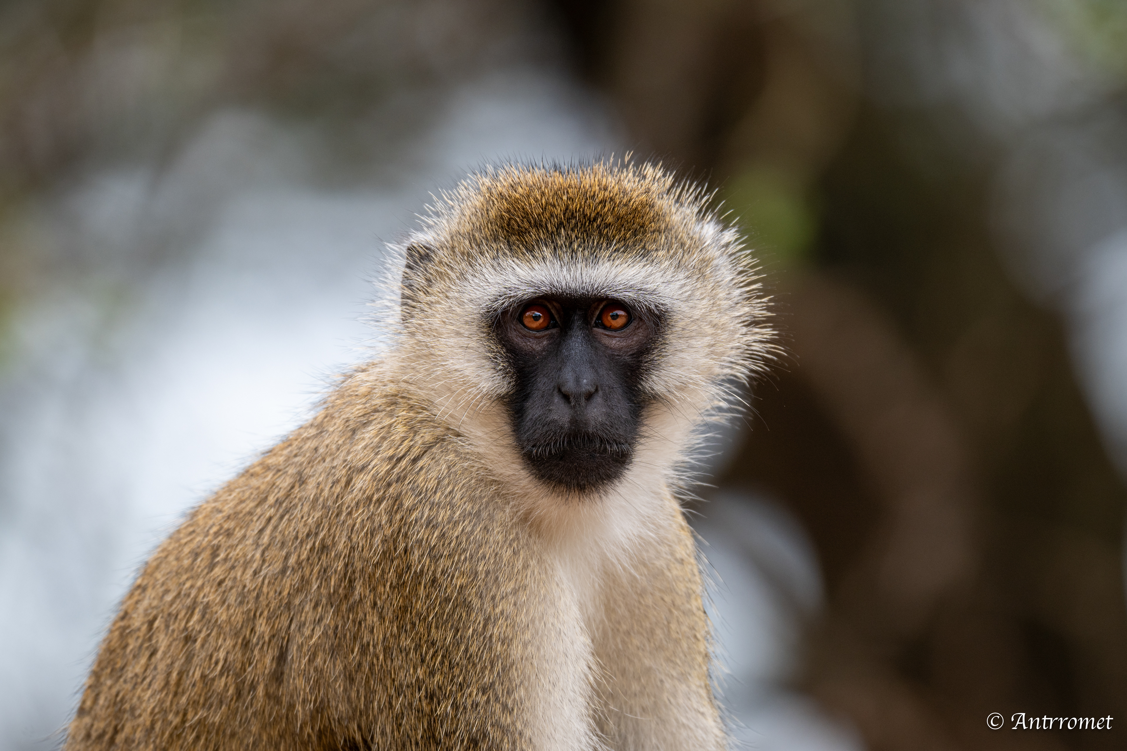 Vervet Monkey