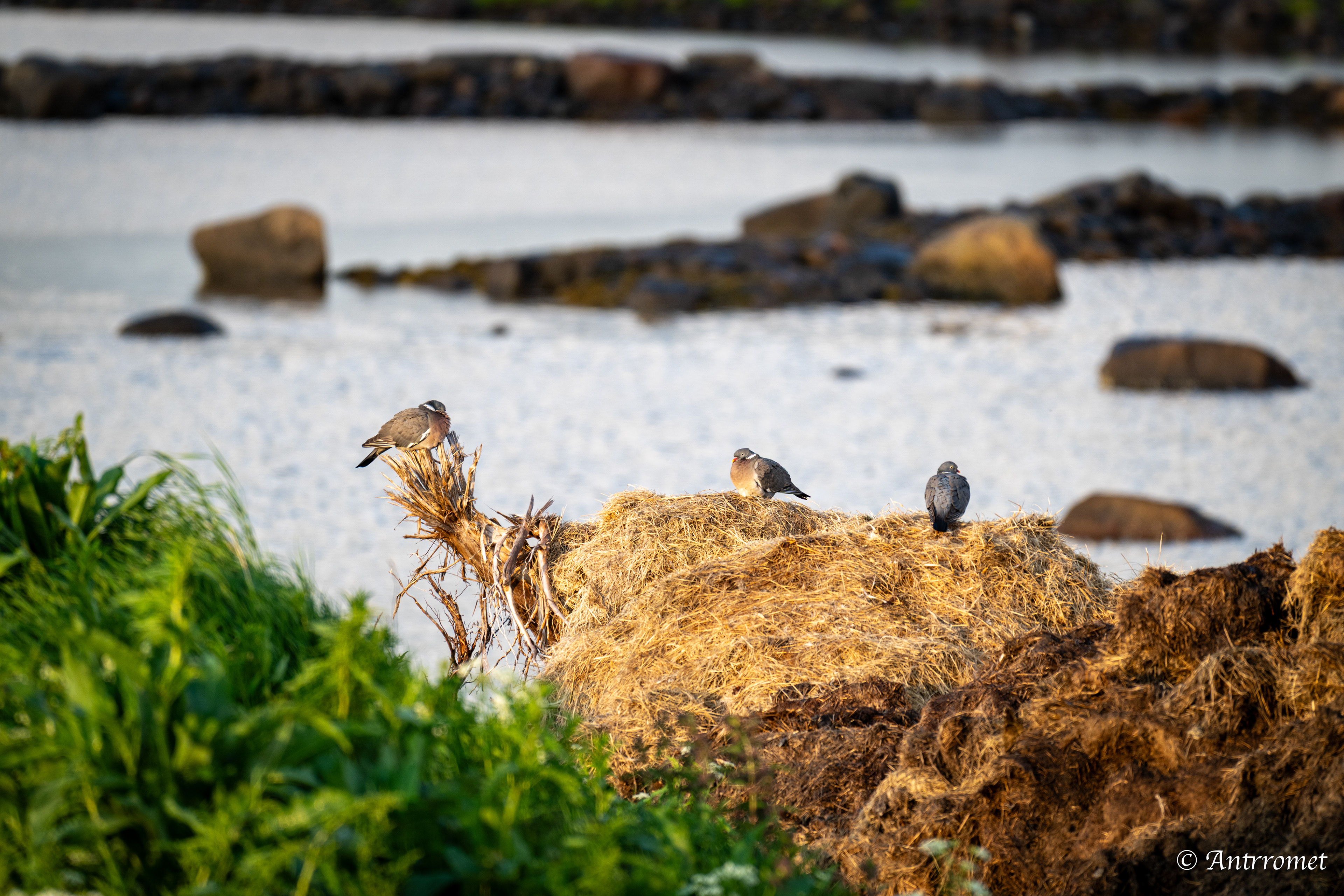Somewhere near Åse on a tour with Arctic North Adventures