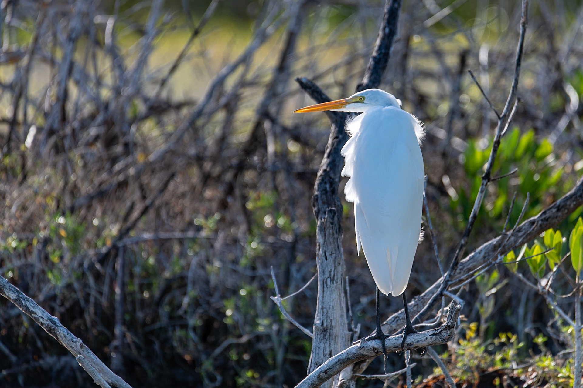 Great Egret at Rio Lagartos Lagoon