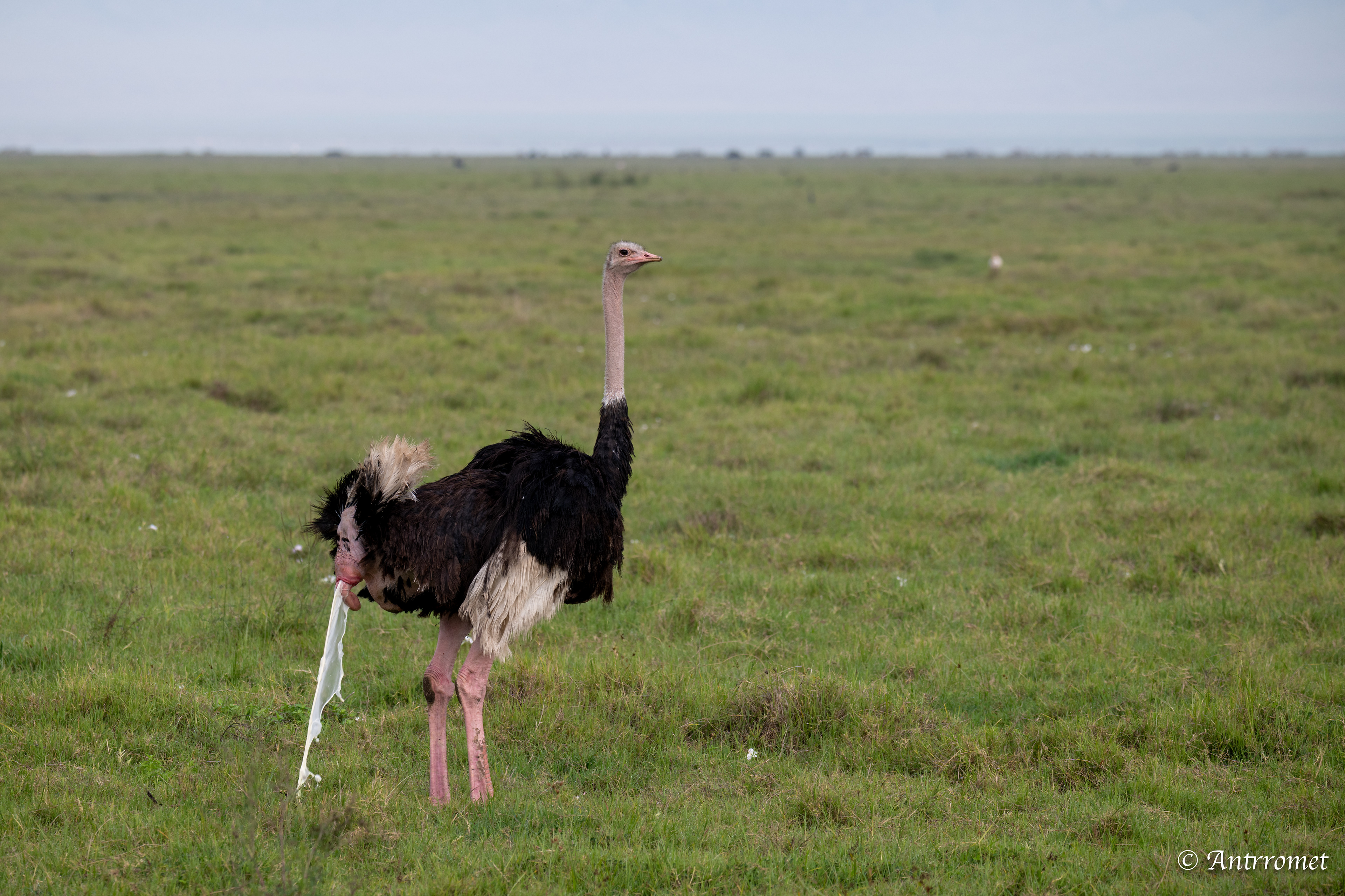 Ostrich