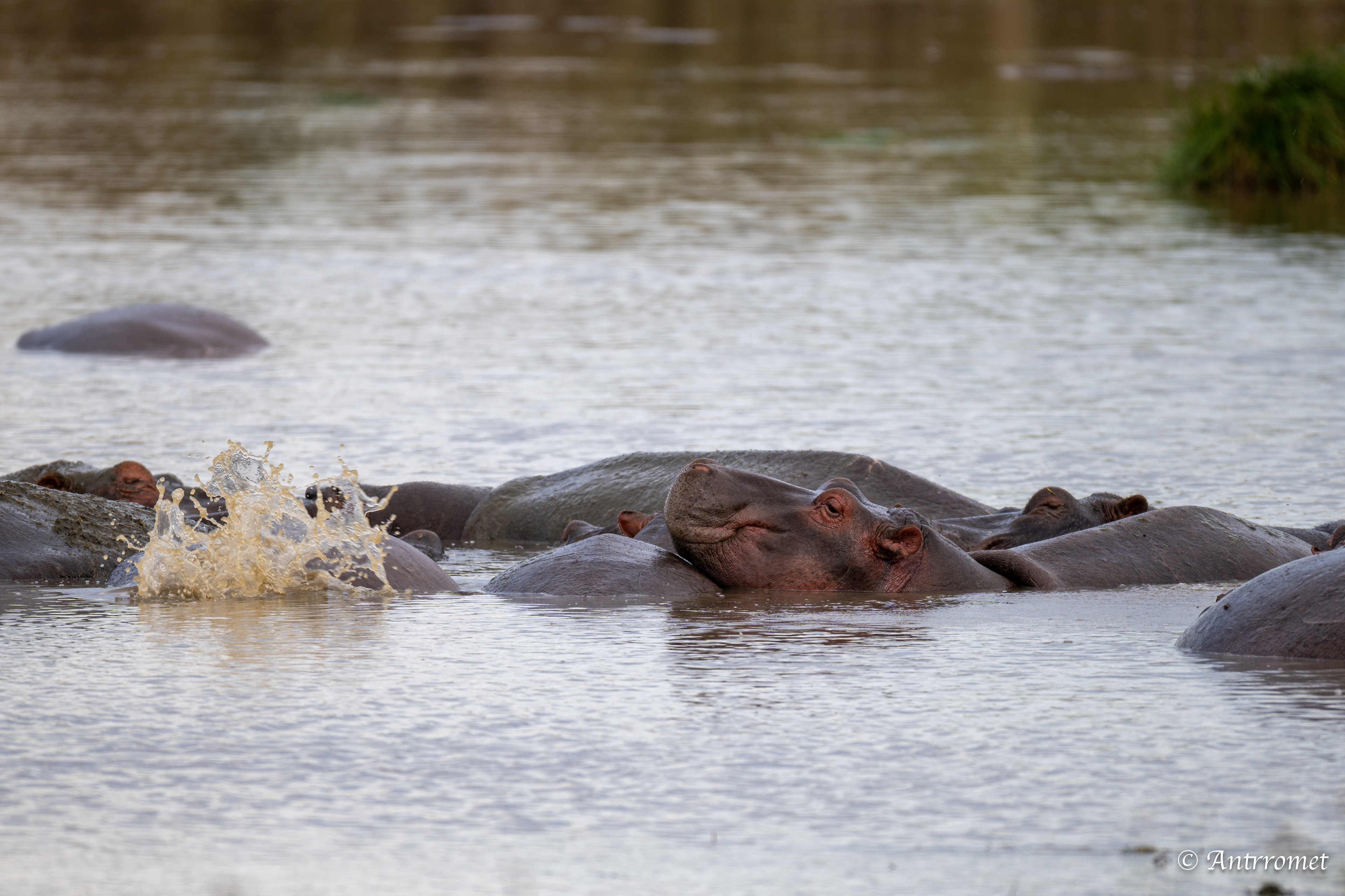 Hippopotamuses