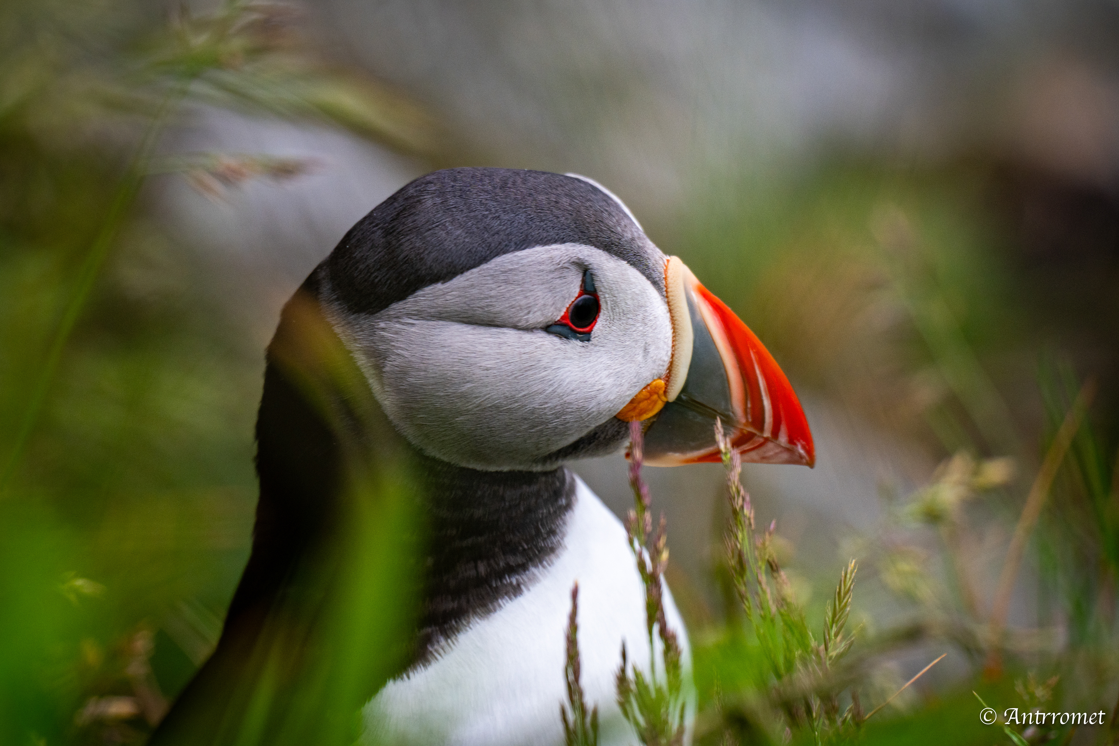 Puffins at Puffin viewing point, Runde