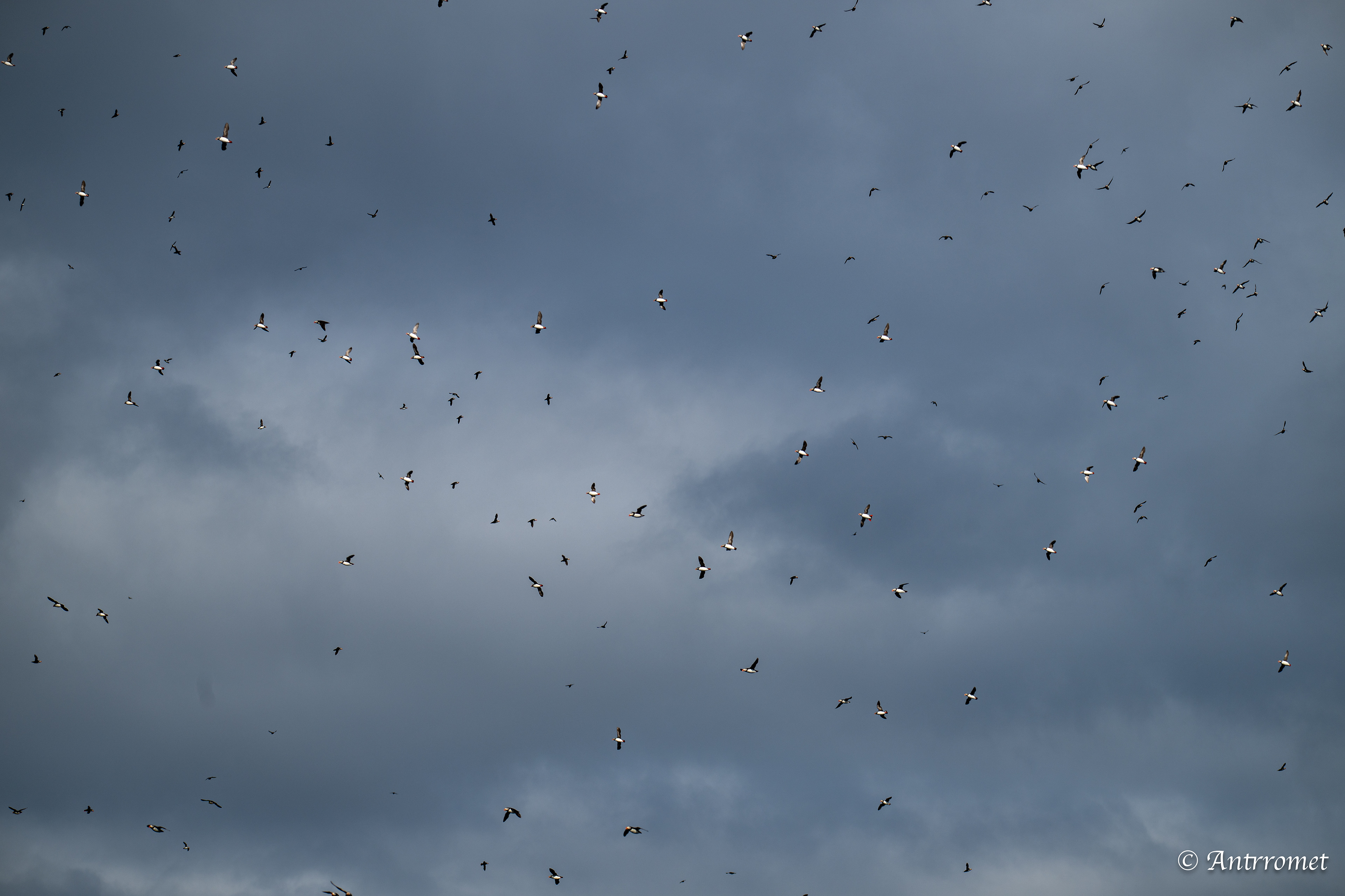 Puffins at Puffin Safari AS, Bleik, Vesteralen