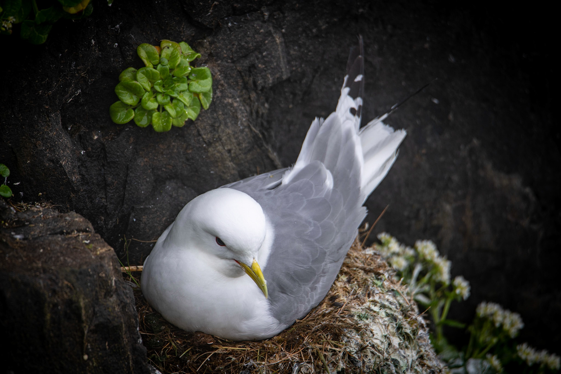 Black-legged kittiwake