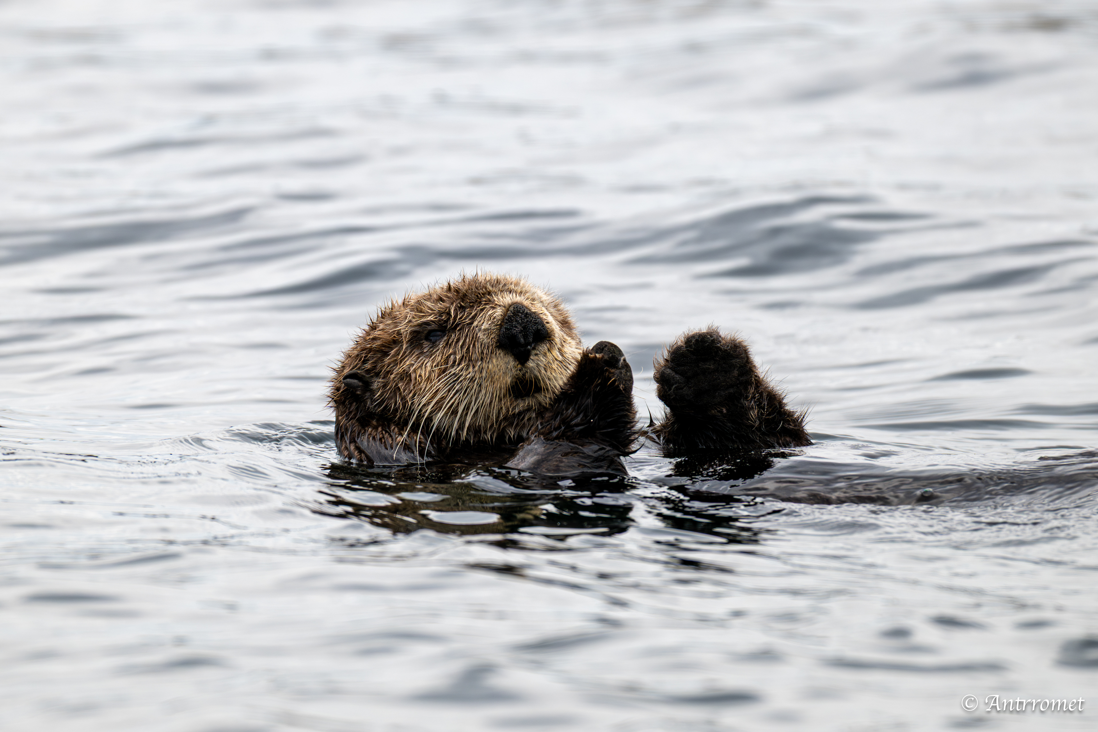 Sea otter