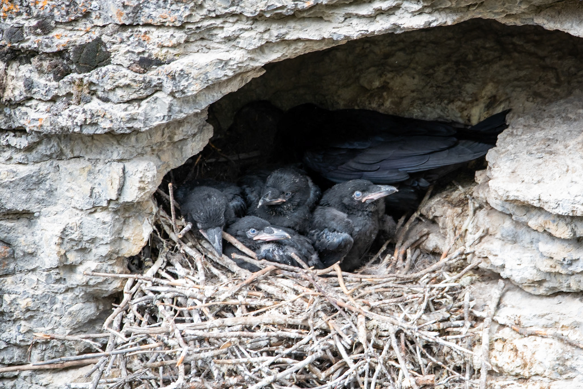 Raven babies near Maligne Lookout