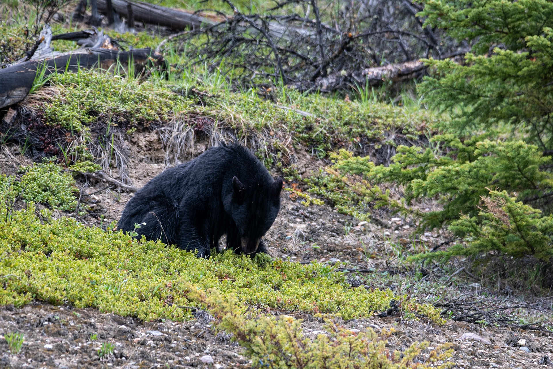 Black bear on Icefields Parkway