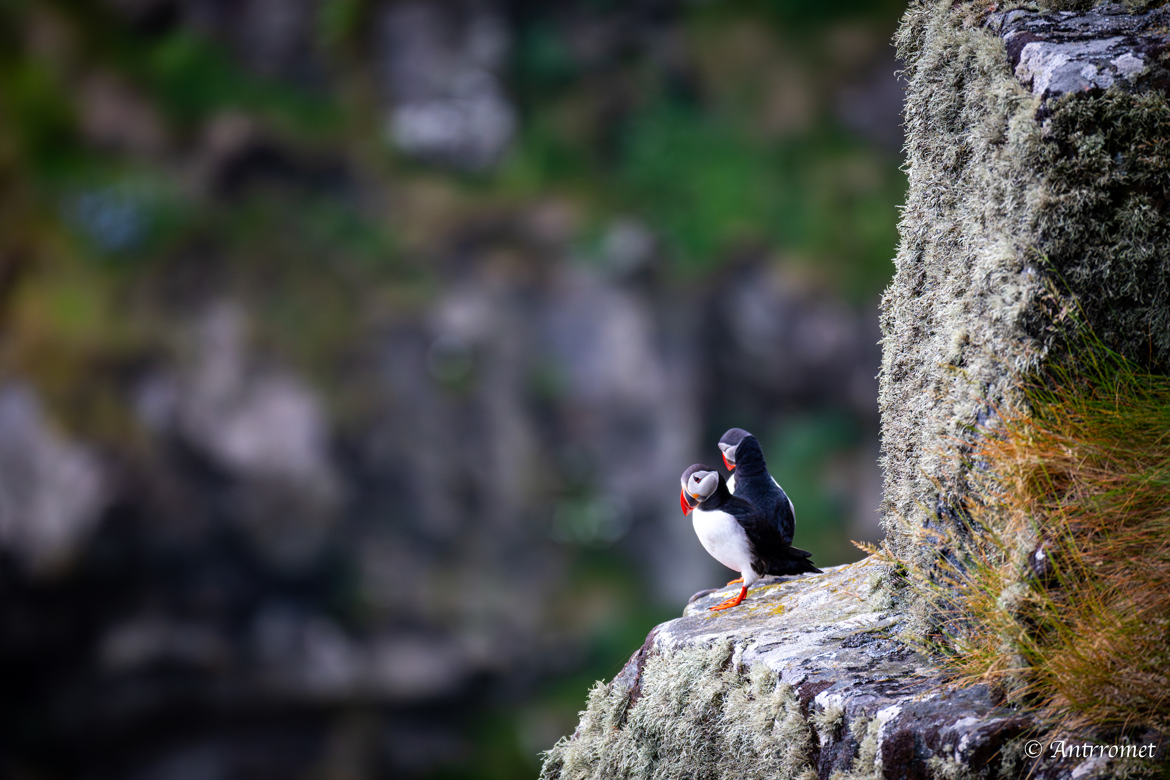 Puffin viewing point, Runde