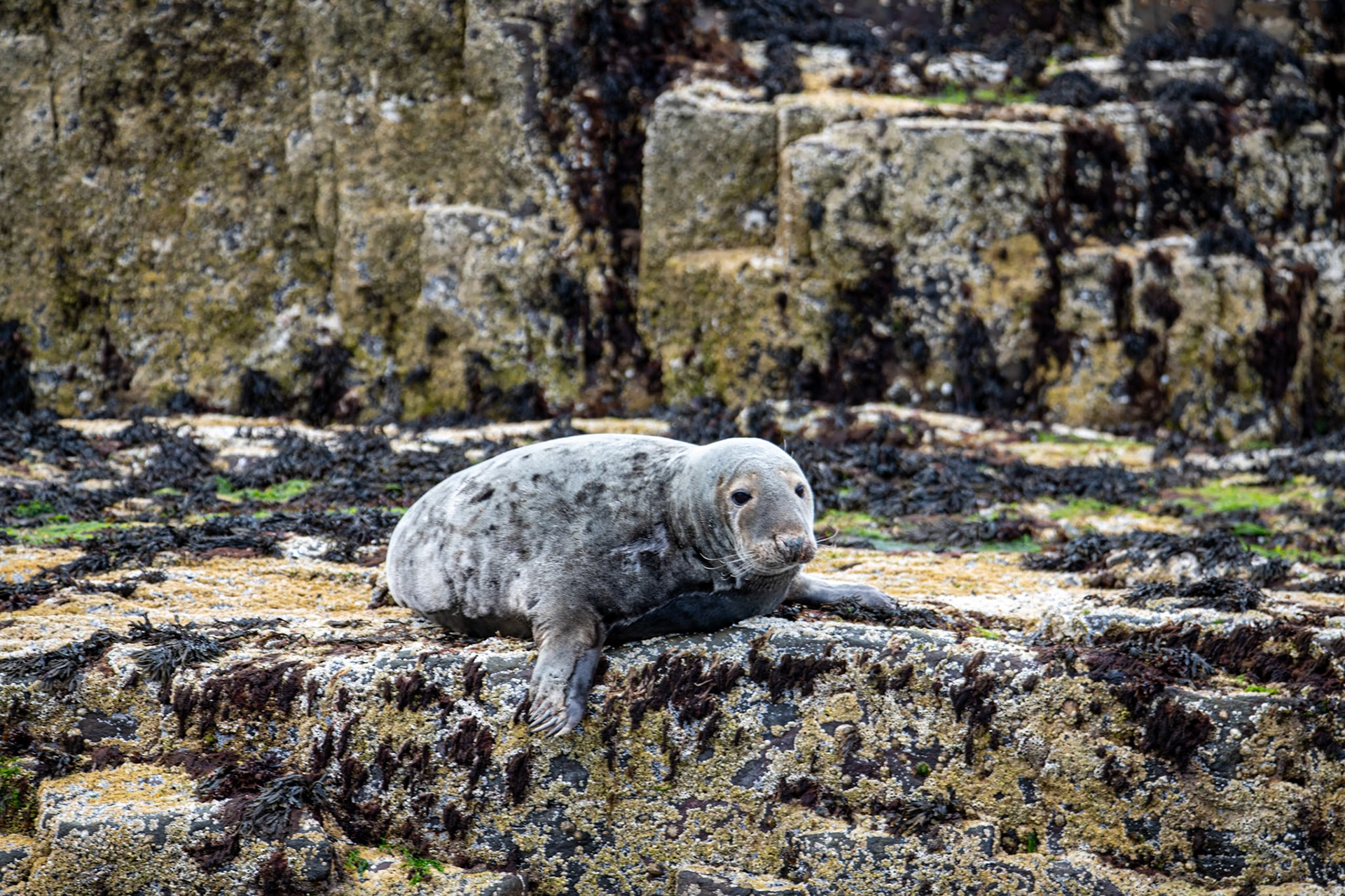 Atlantic grey seals, Farne Islands