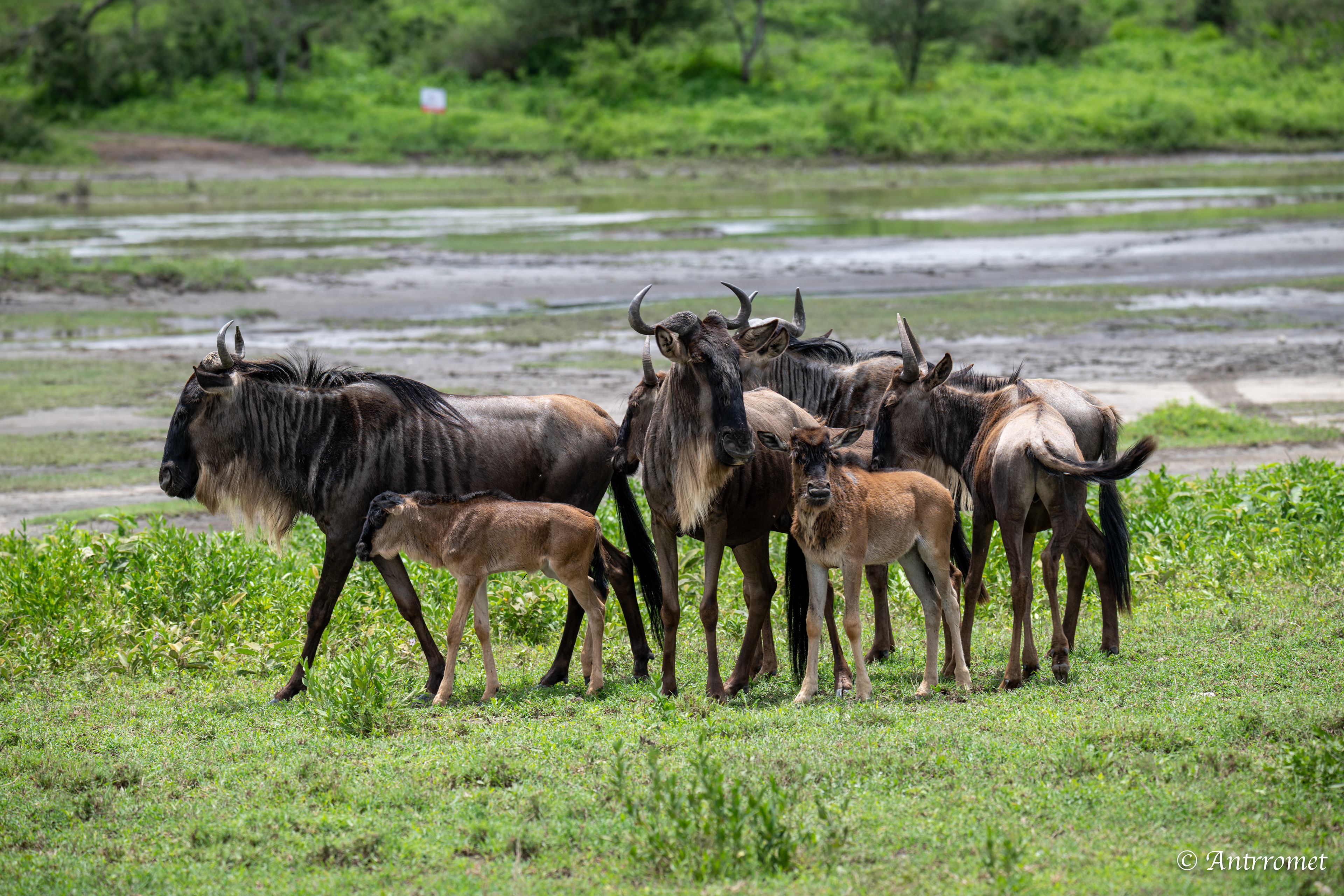 Wildebeest