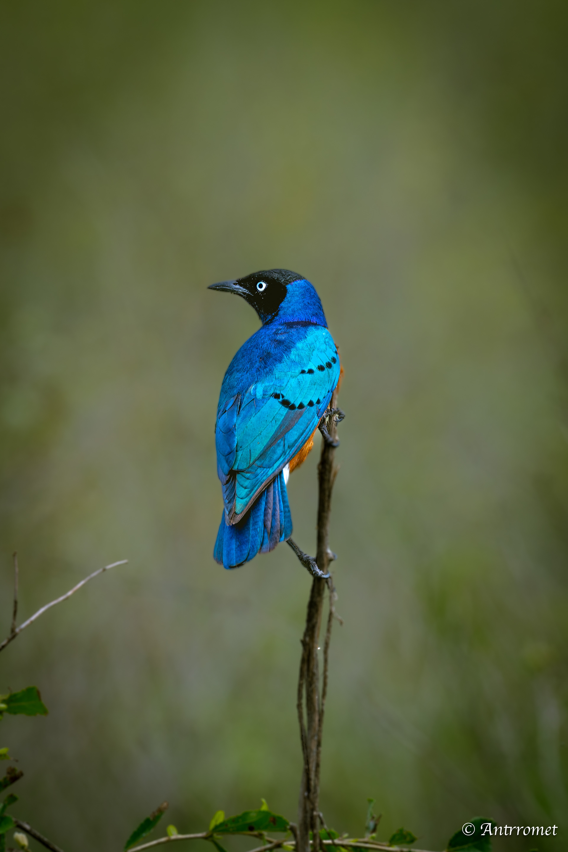 Greater Blue-eared Starling