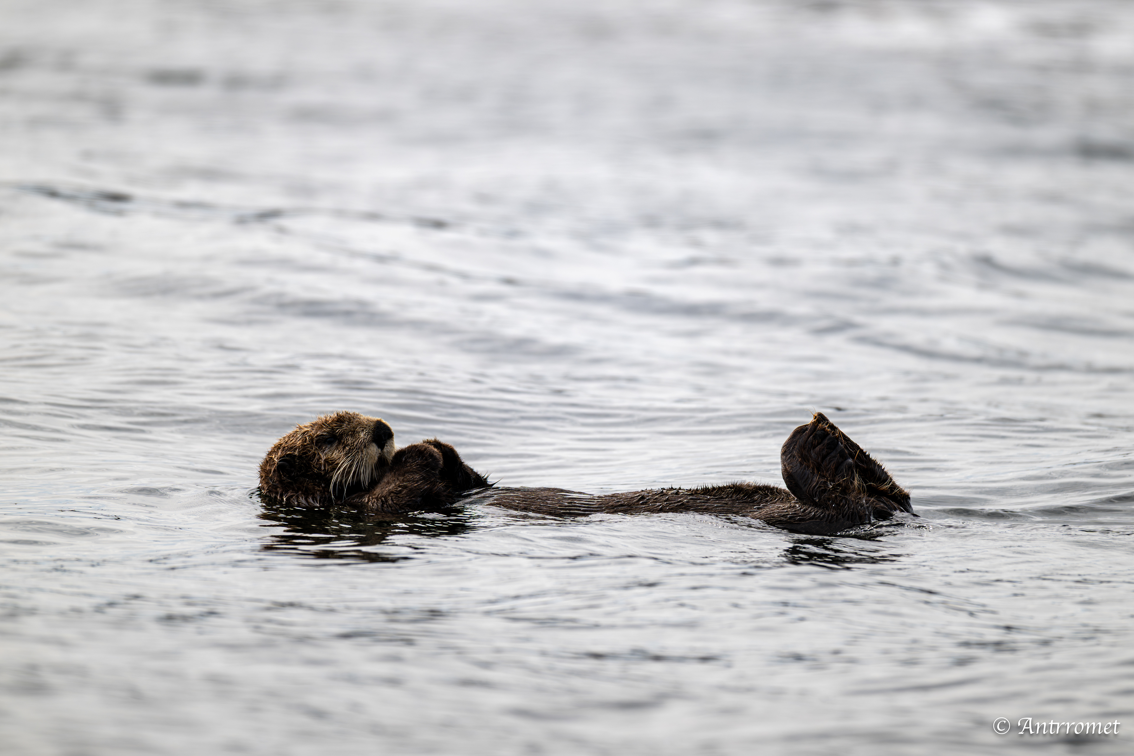 Sea otter
