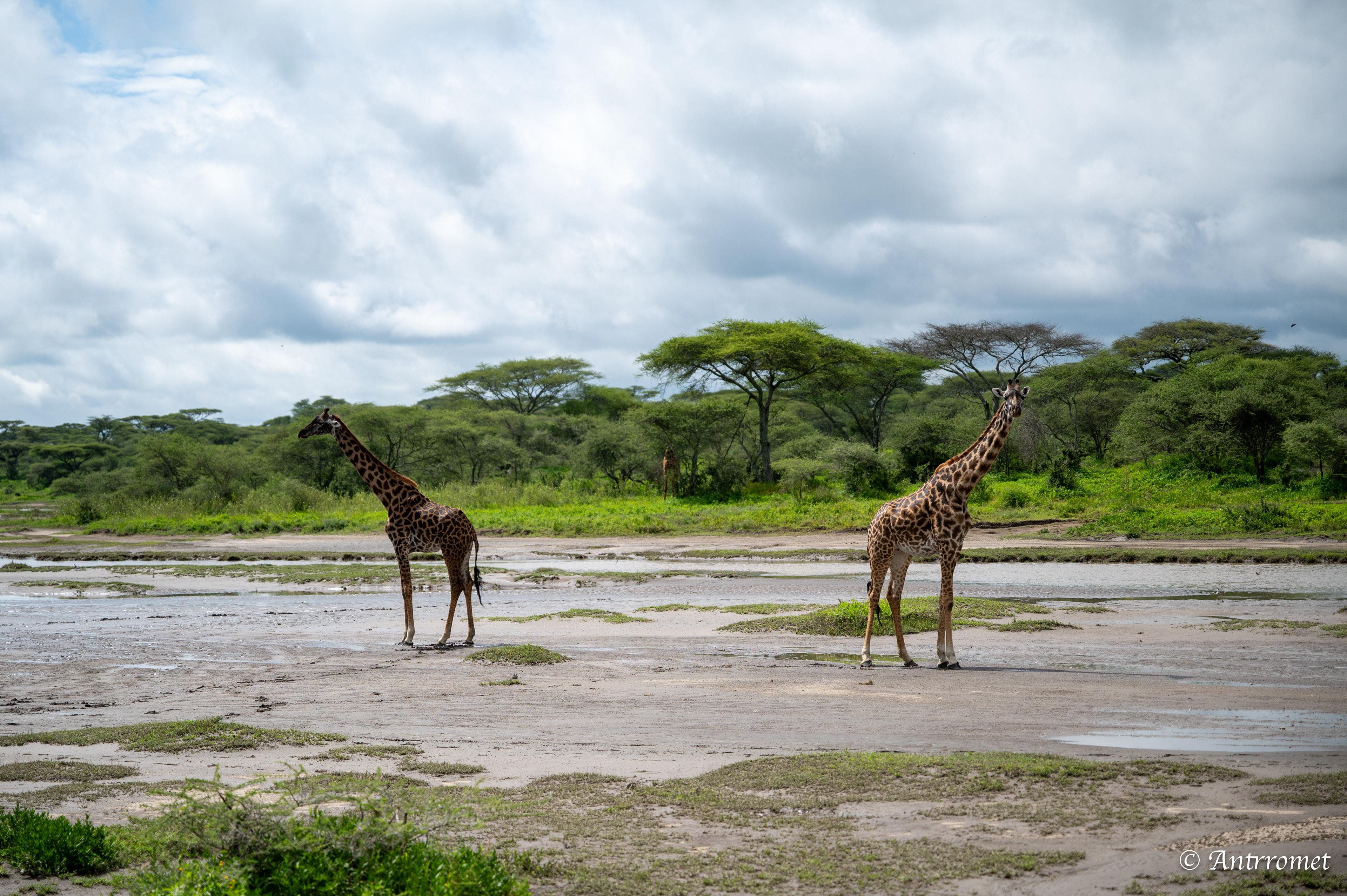 Giraffes