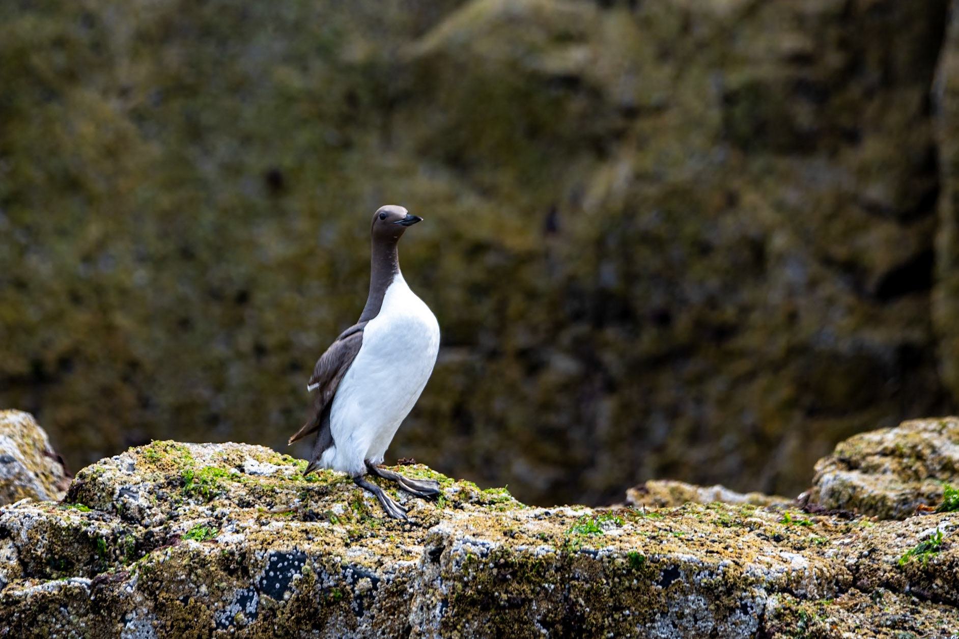 Guillemots, Isle of Canna