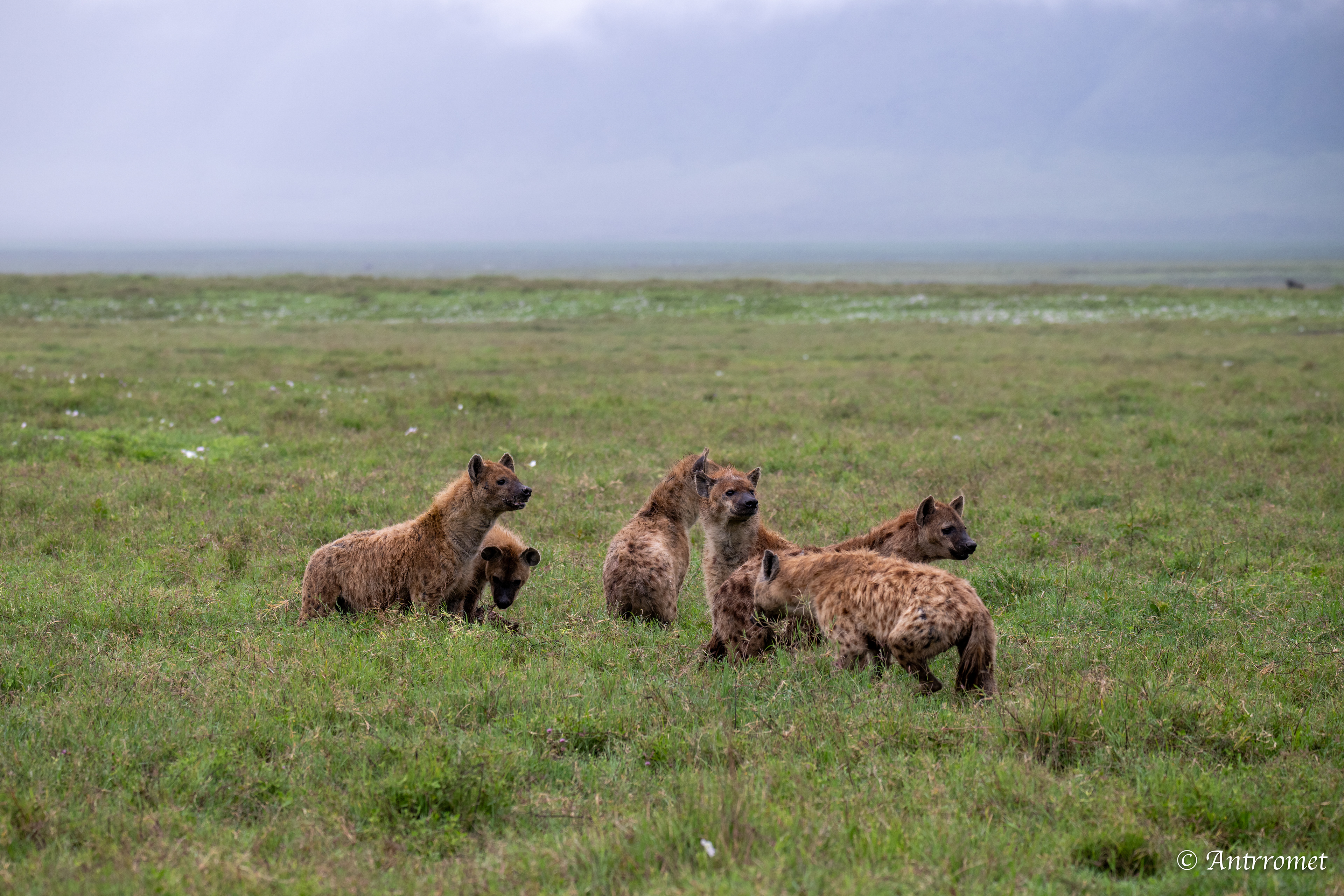 Spotted Hyenas