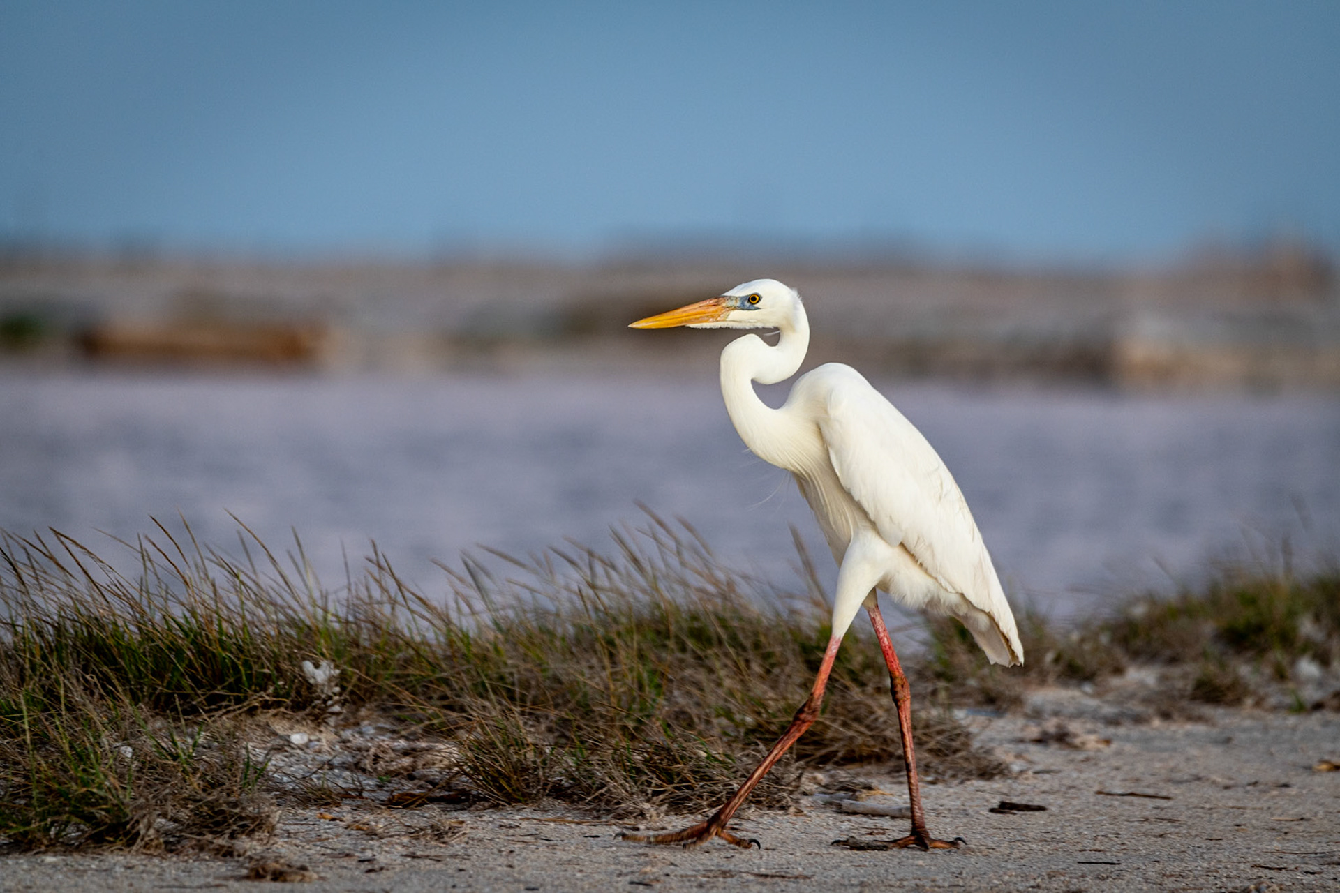Great Egret at Rio Lagartos Lagoon