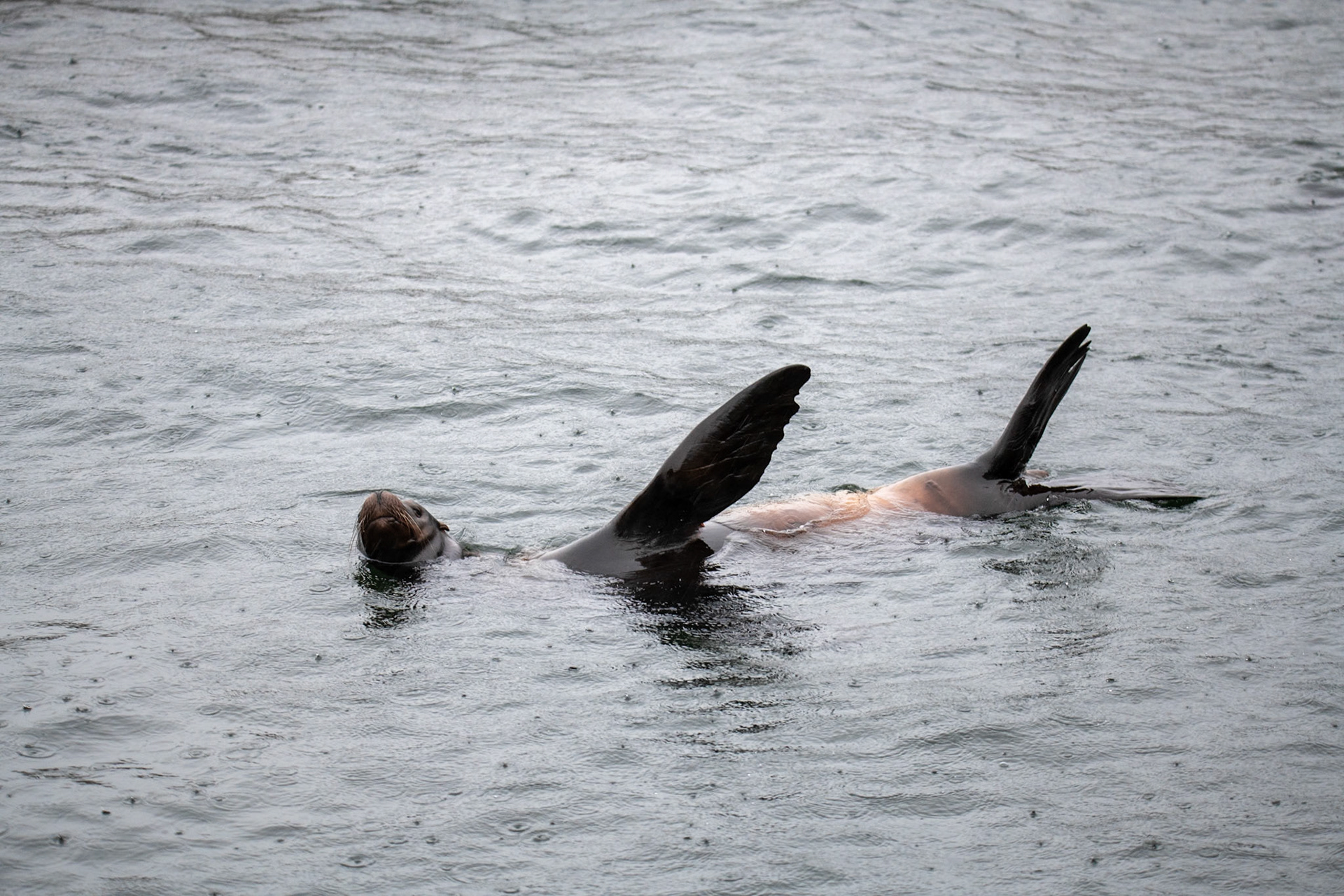 Seals at Ucluelet