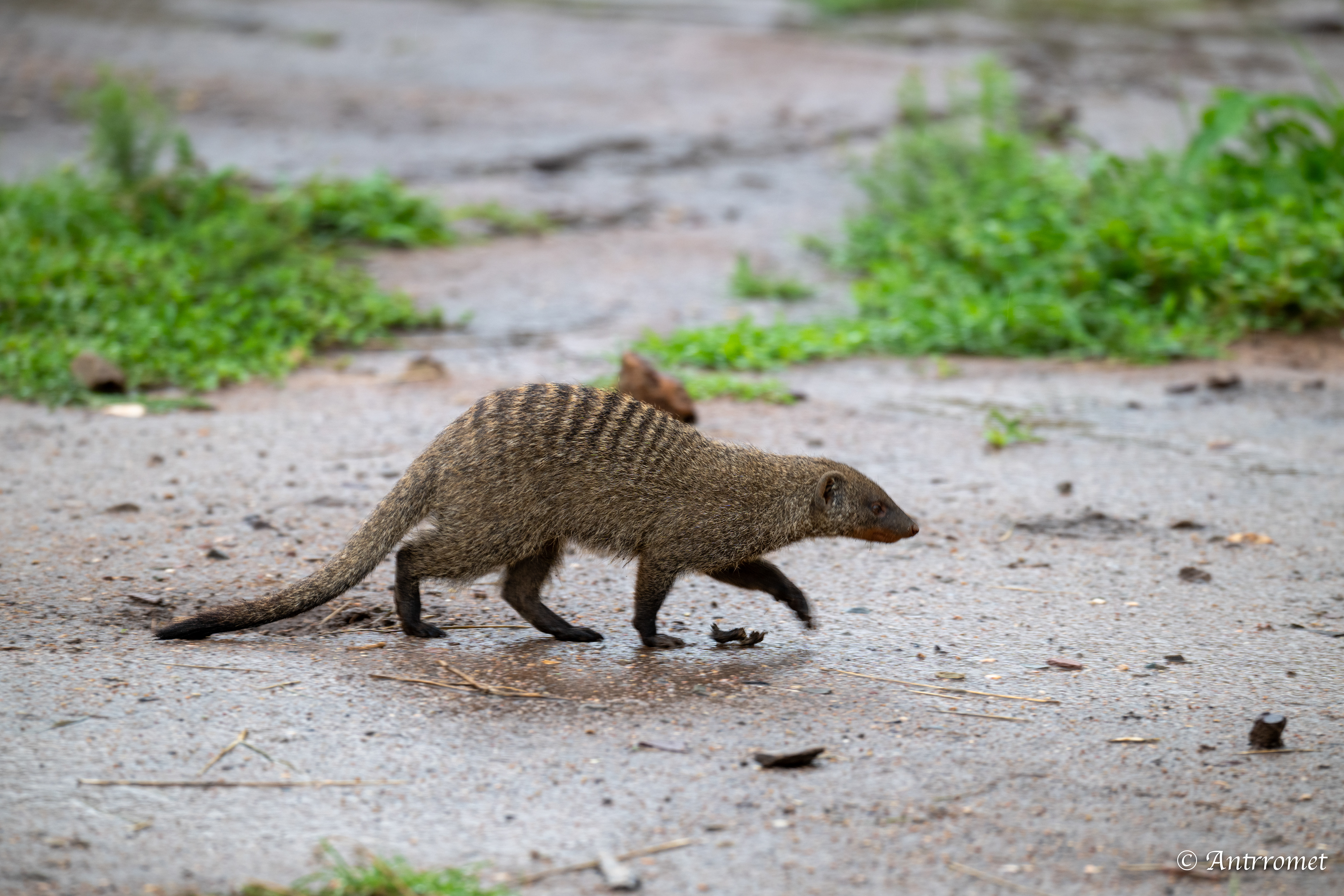 Banded Mongoose