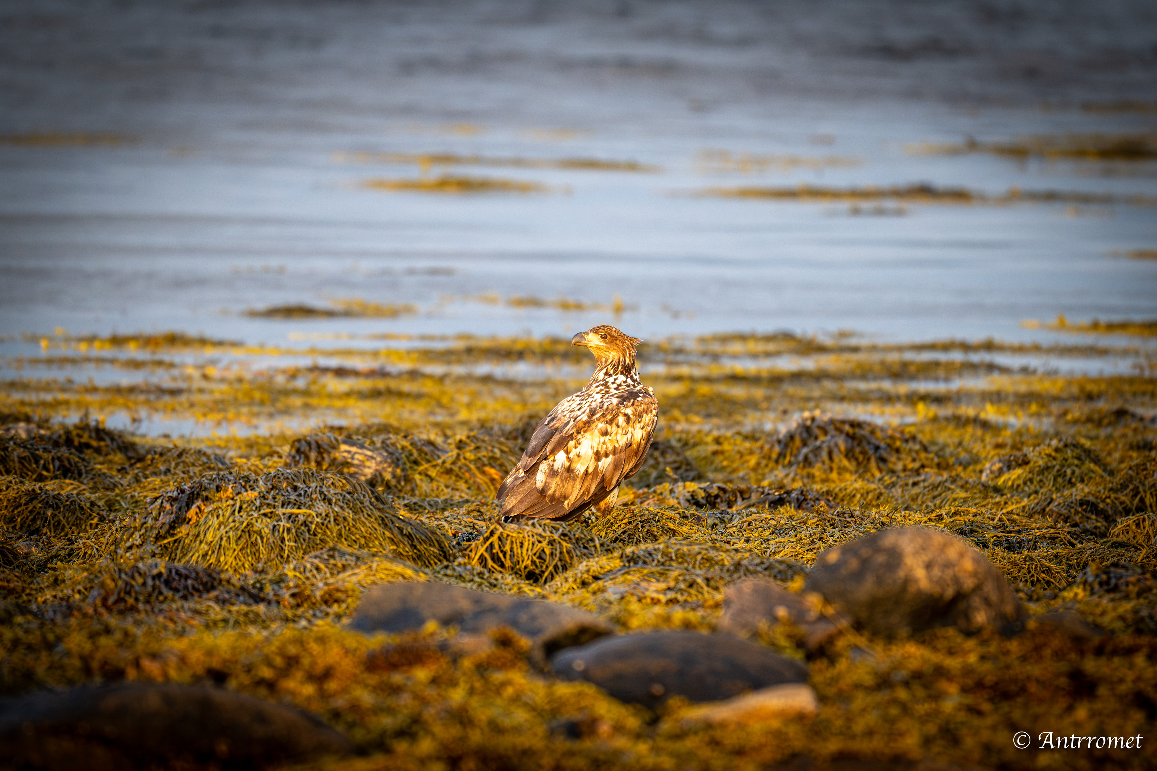 Golden eagle somewhere near Åse on a tour with Arctic North Adventures