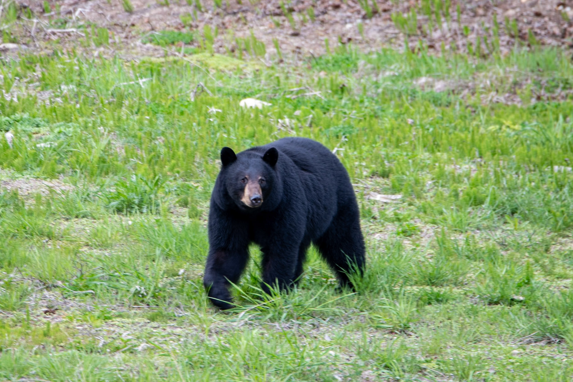 Black bears near Yellowhead Highway