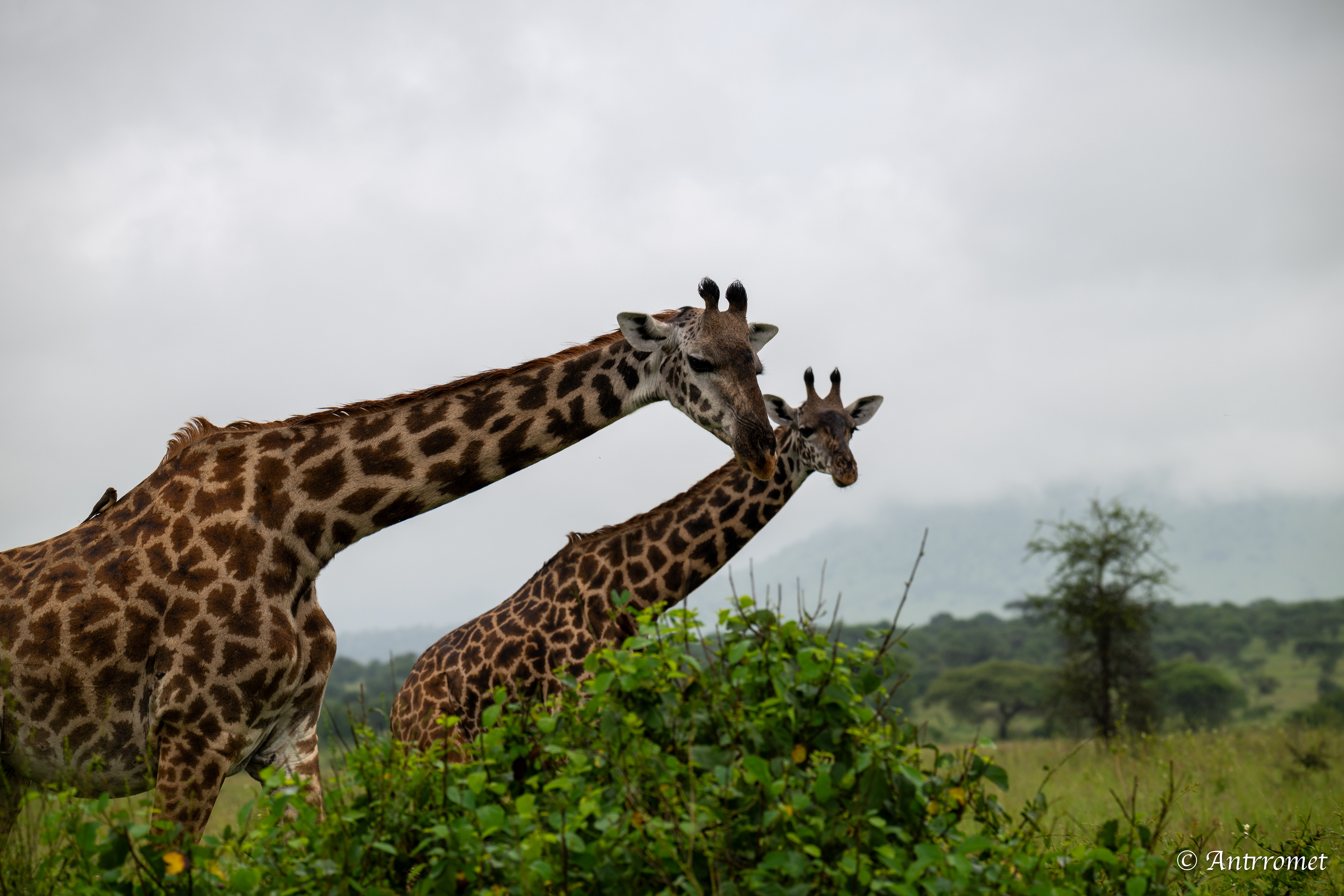 Giraffes